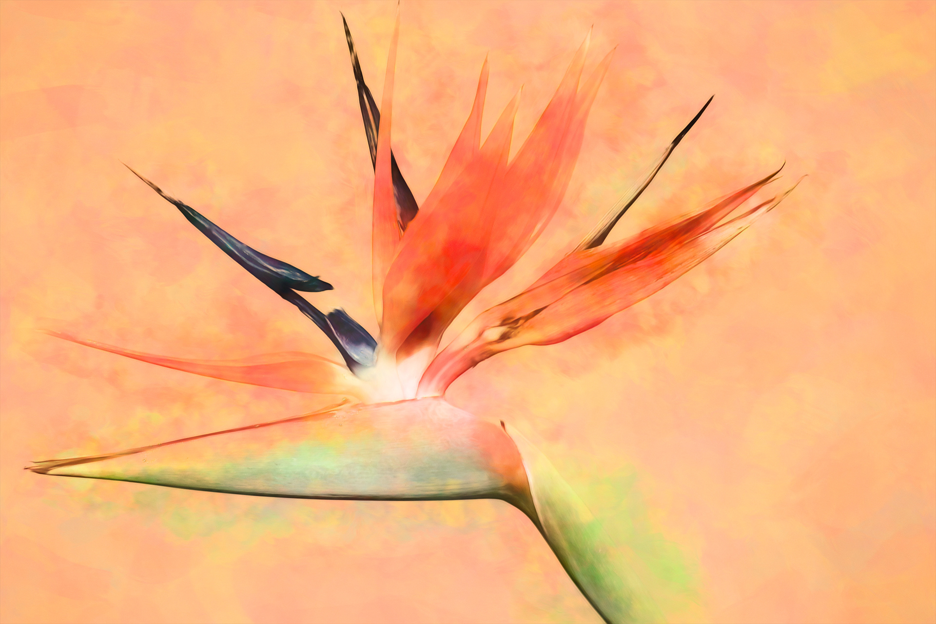 PL1305_1175XA  ~  Bird of Paradise II