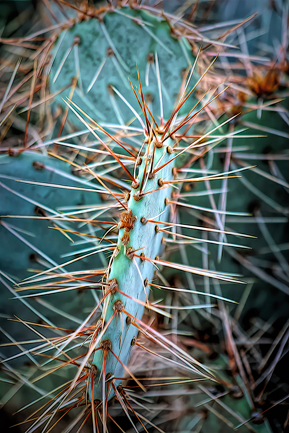 PL1510_1611AB  ~  Desert Protection