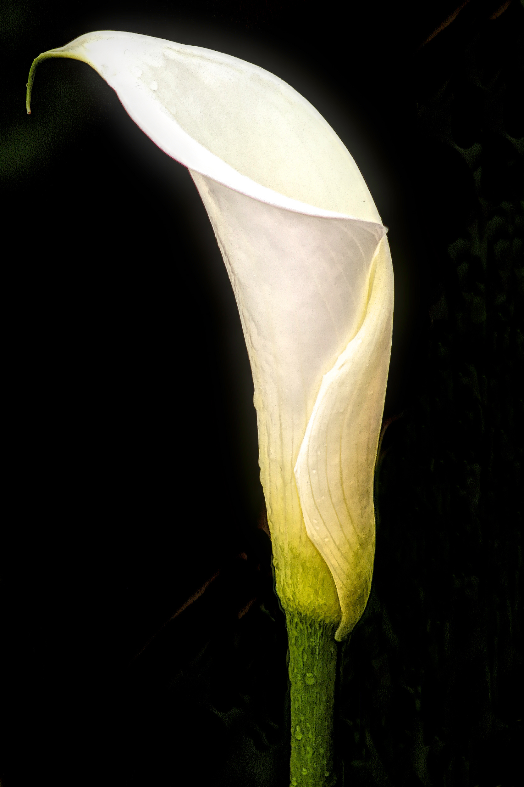 PL1204_8445AP ~ Calla Lily