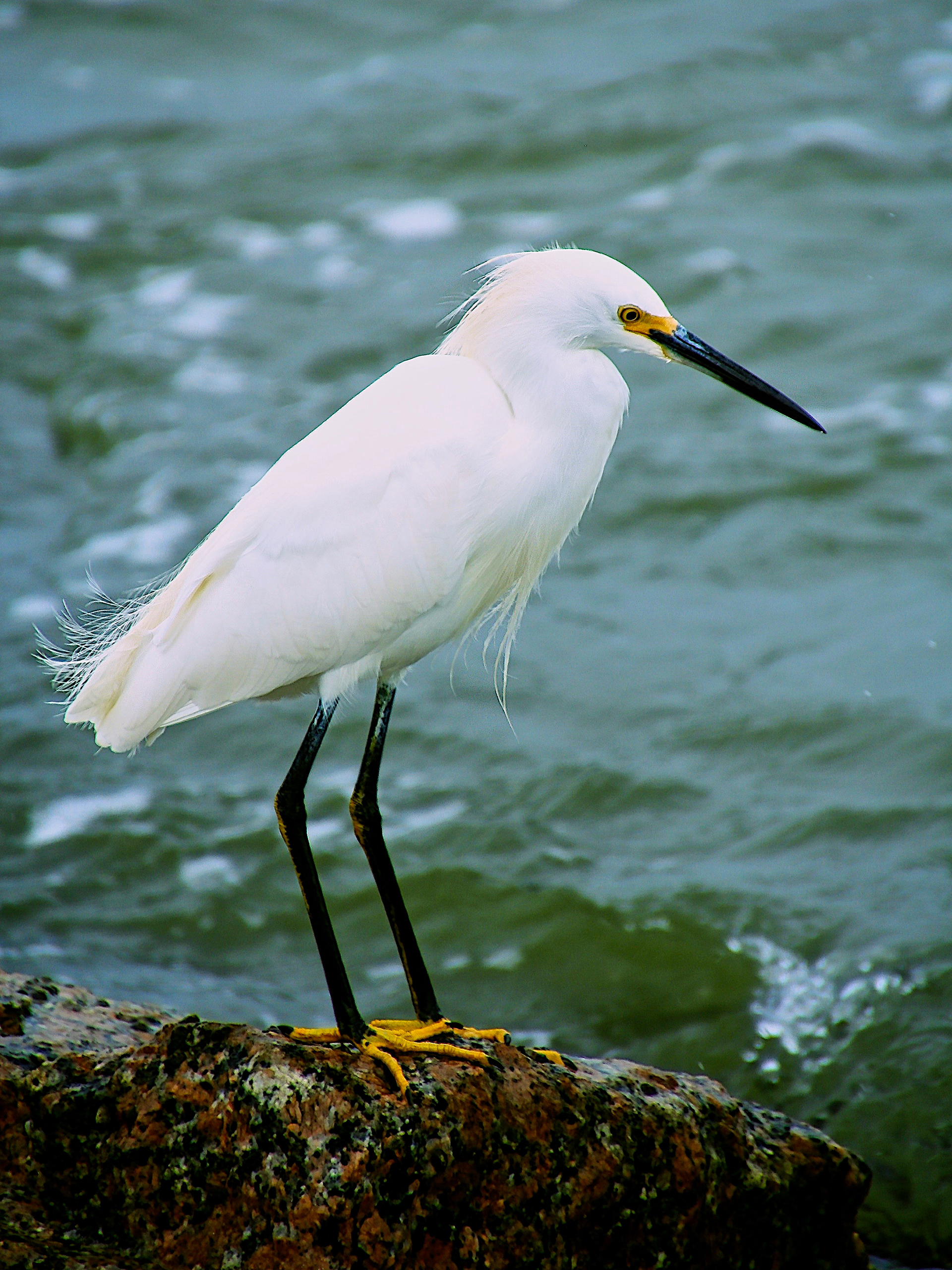 AN1512_4025AB  ~  Snowy Egret