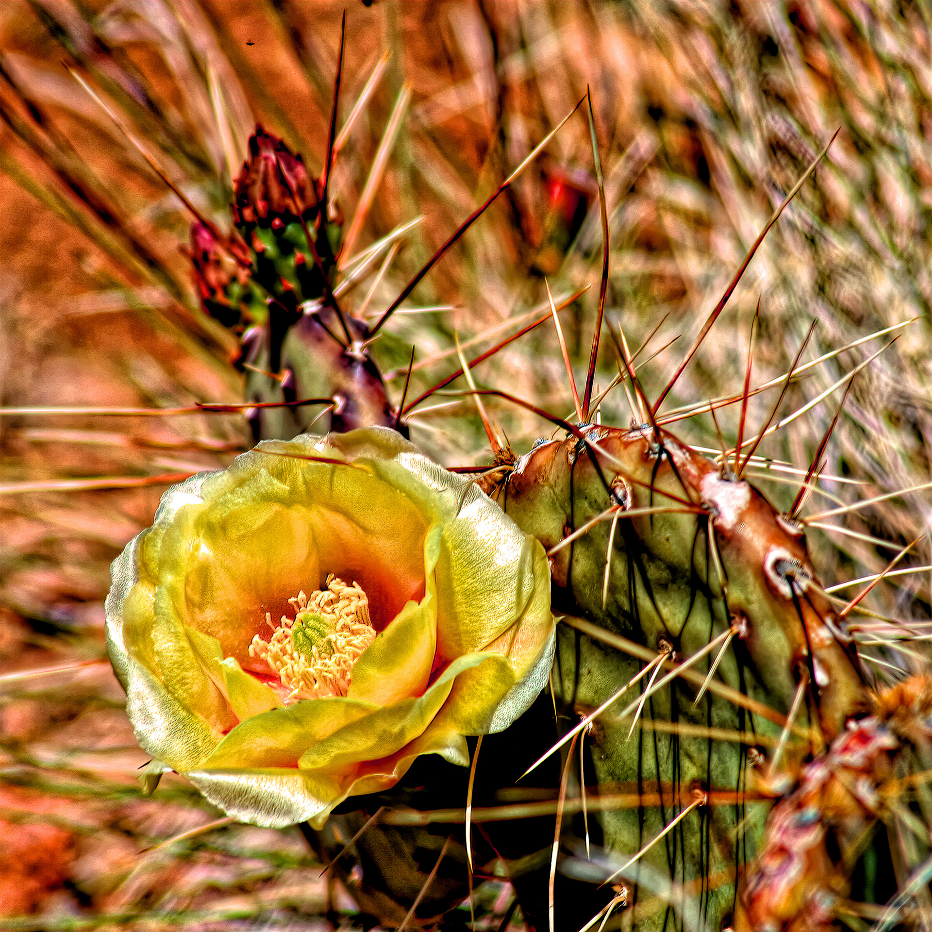 PL1005_5523AK  ~  Prickly Pear