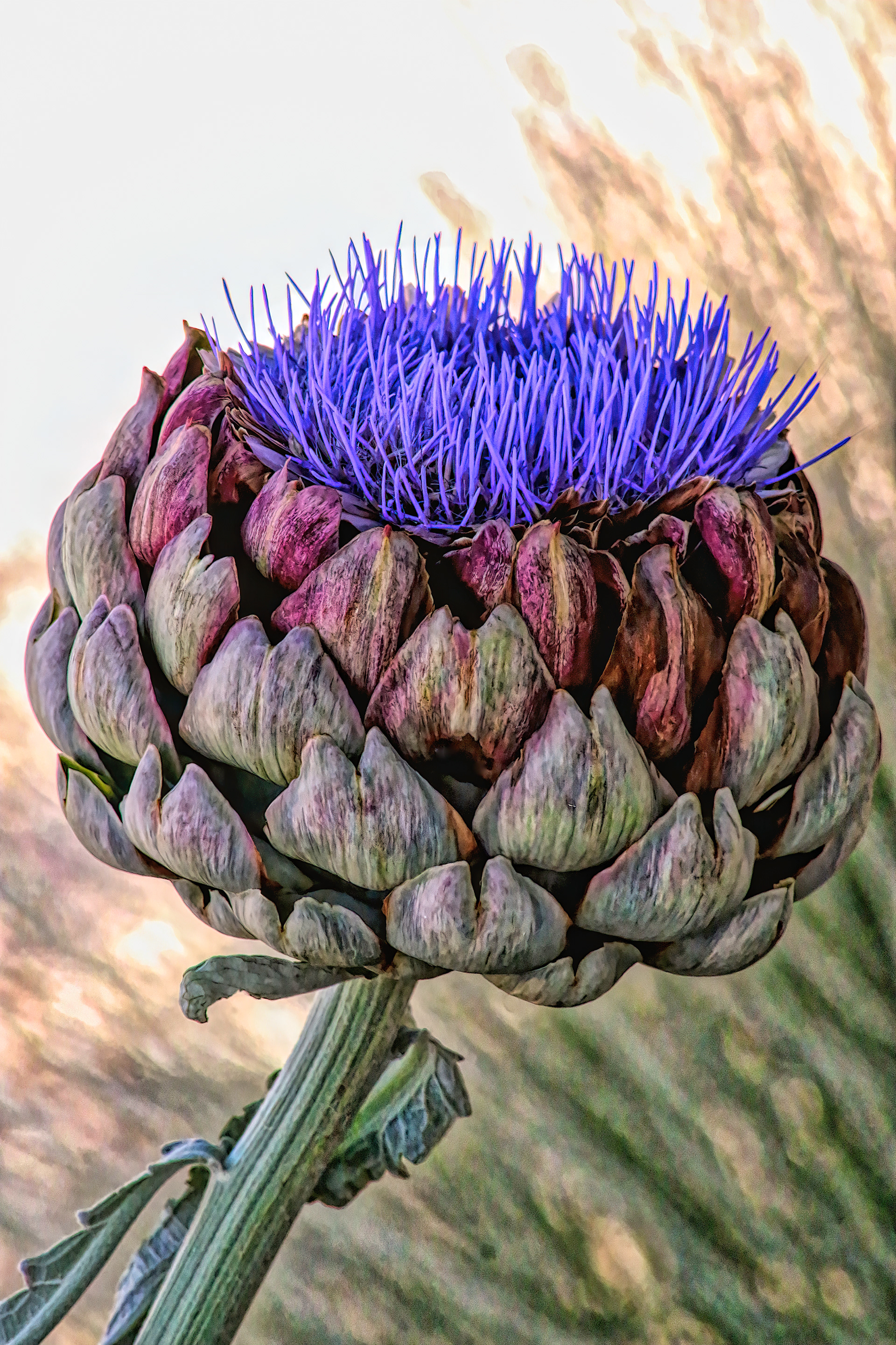 PL1806_8594AC  ~  Artichoke