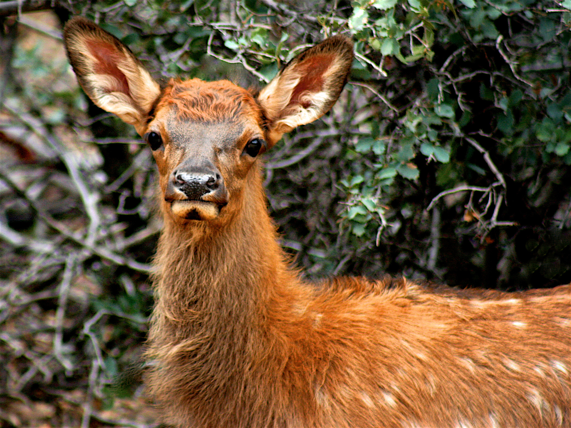 AN1407_8787AB  ~  Elk Fawn