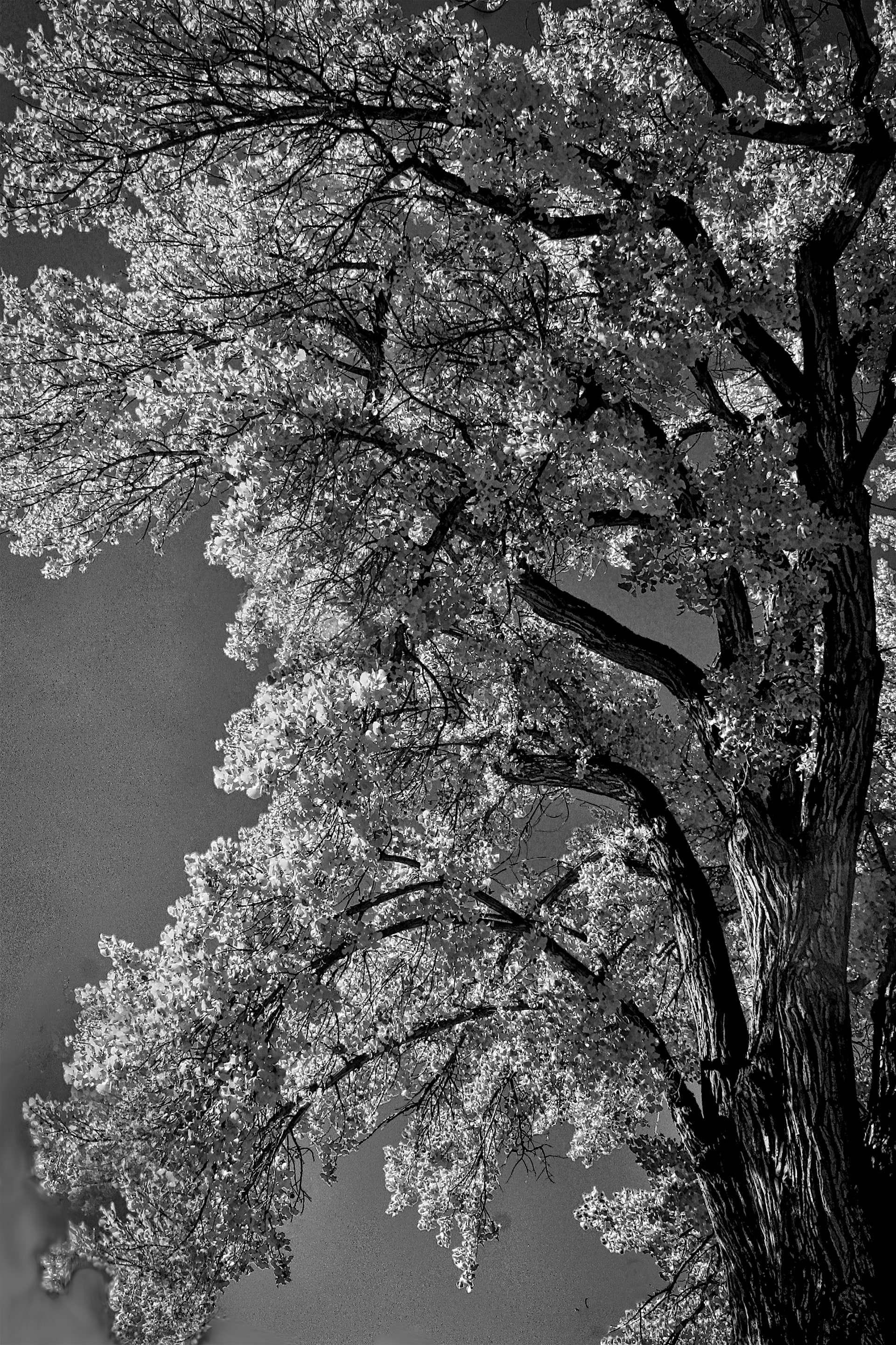 PL1210_0214BA  ~  Autumn Majesty