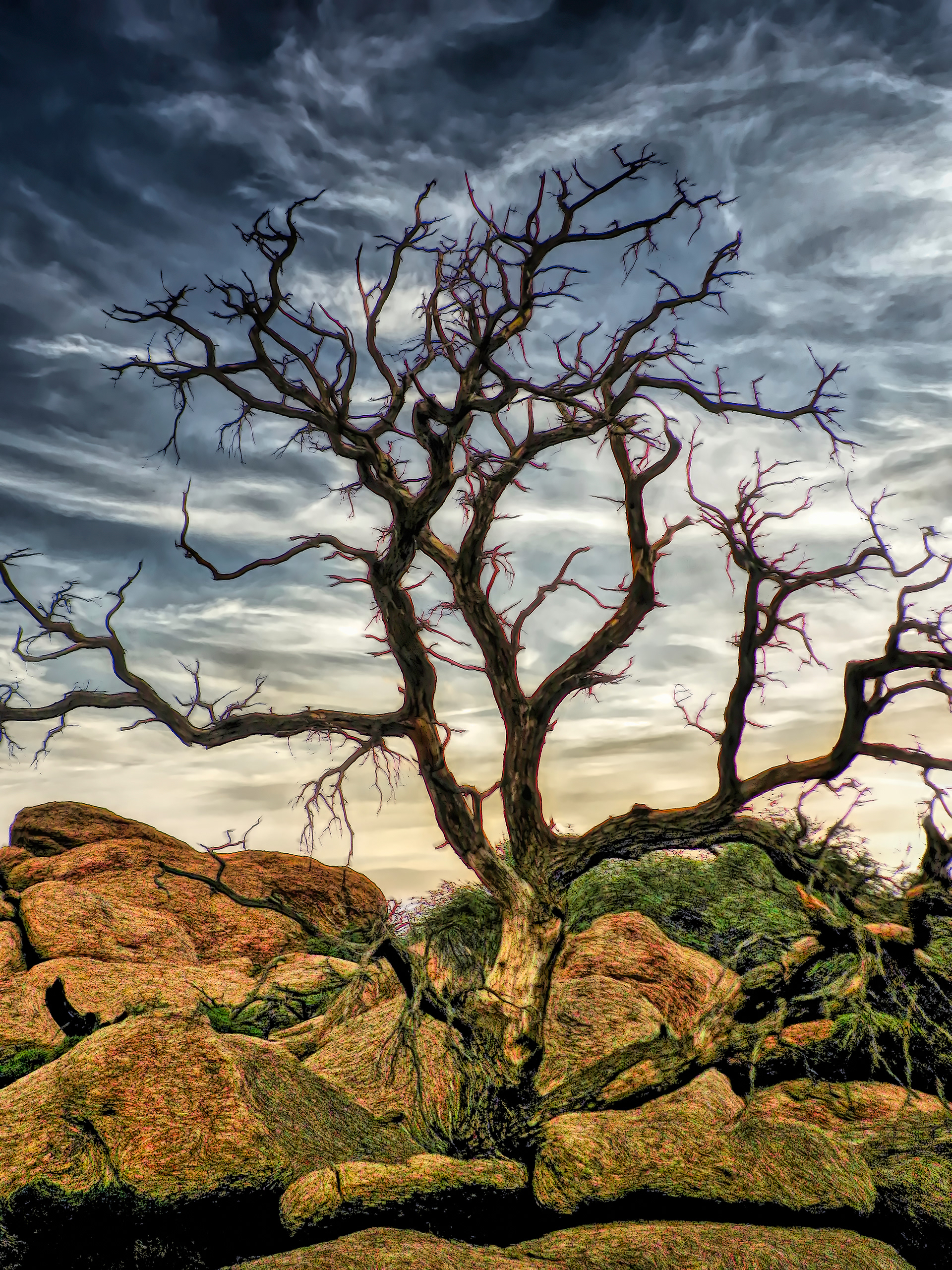 PL1208_0092AF  ~  Witching Tree