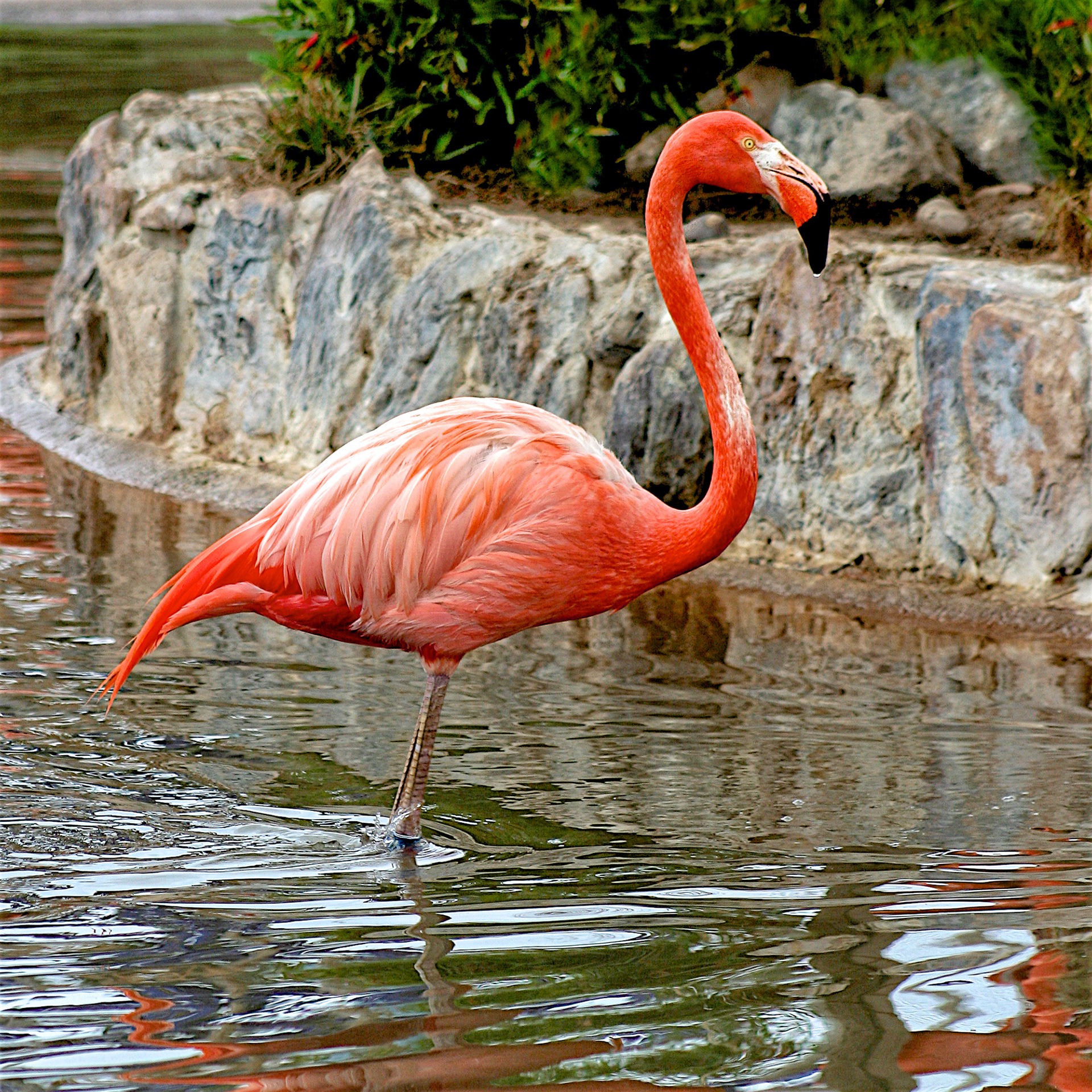 AN1305_1541AC  ~  Caribbean Flamingo