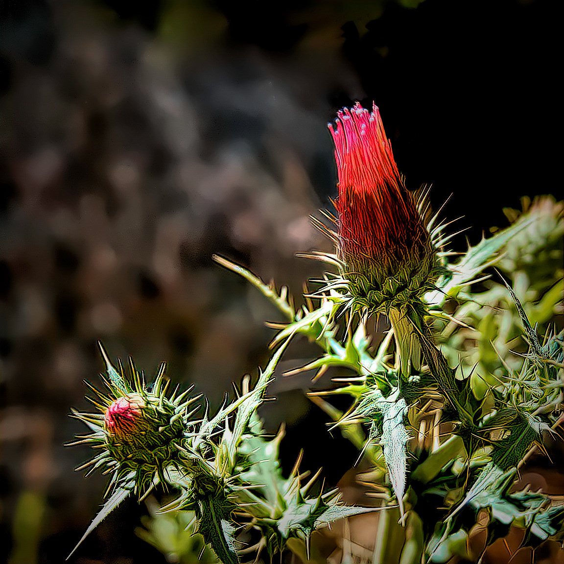PL0805_1023AE  ~  Thistle