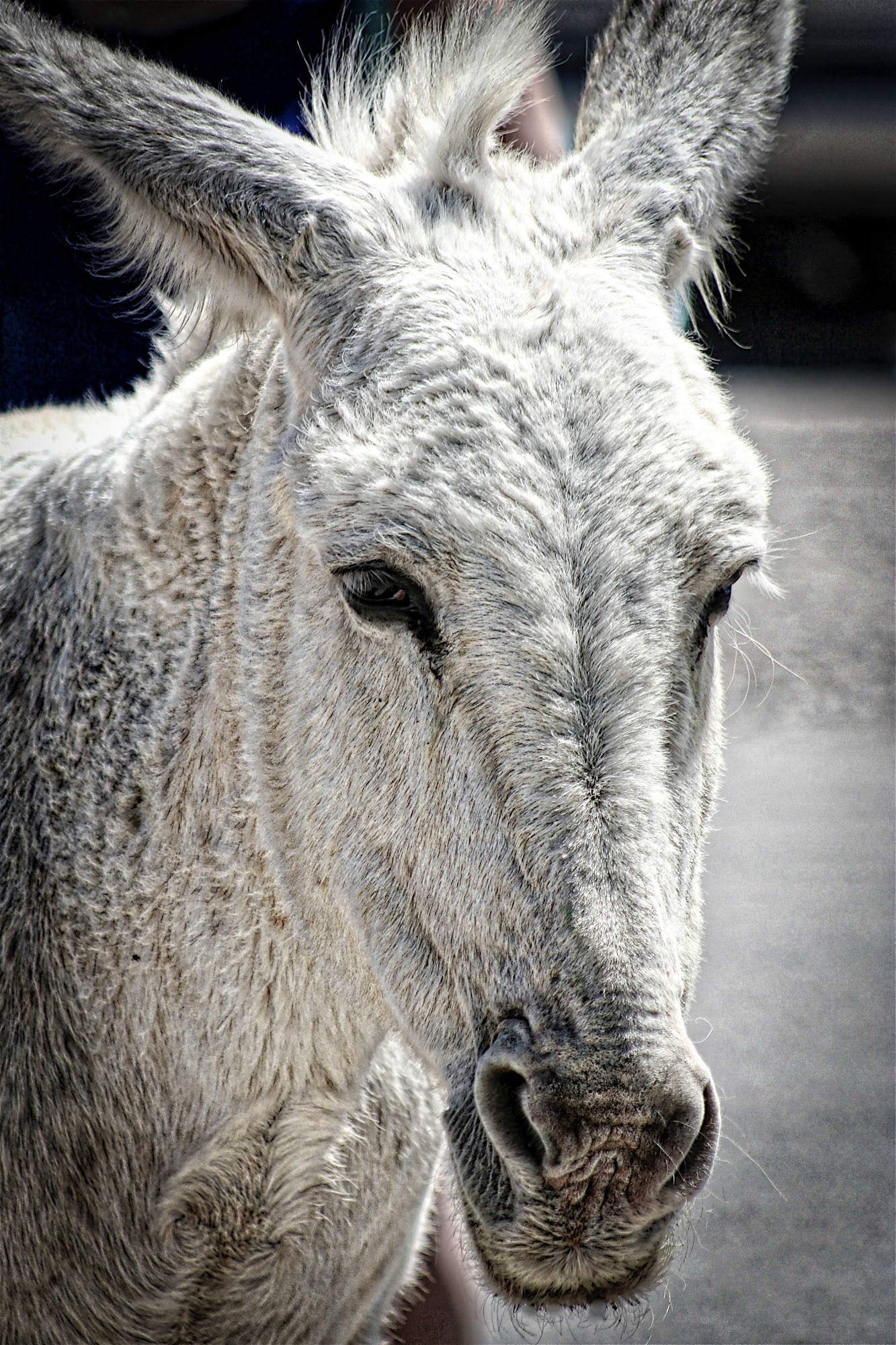 AN1104_6790AB  ~  Cherished Resident