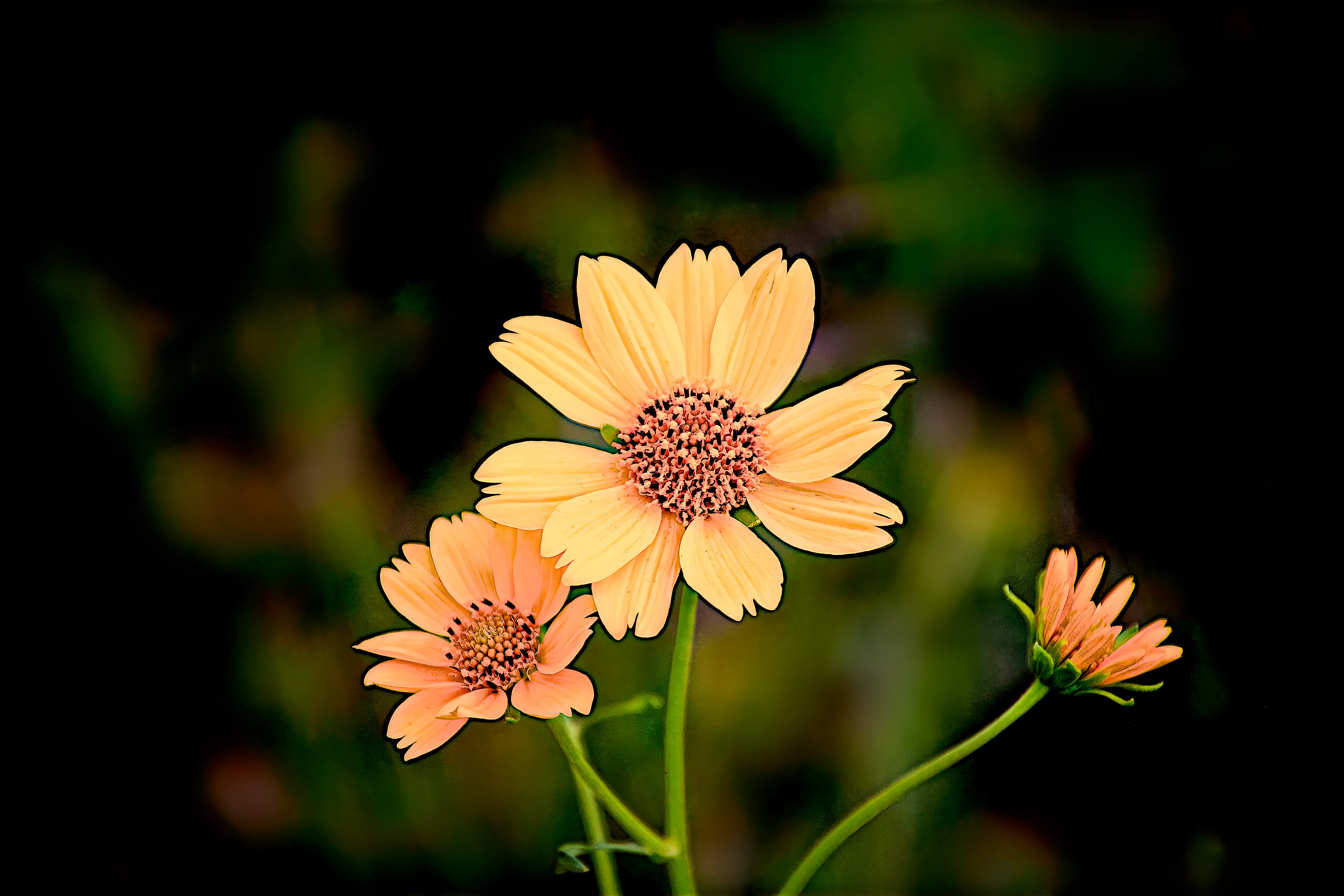 PL1809_0433AN  ~  High Desert Beauty