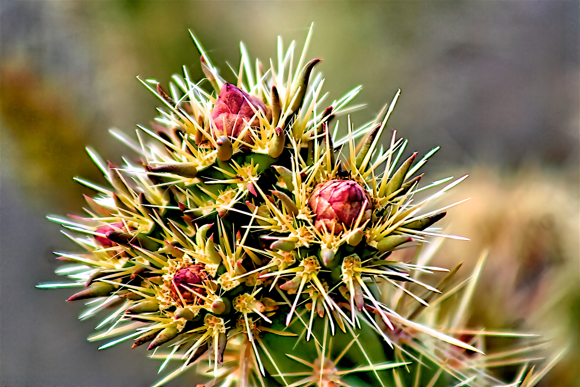 PL1305_2081AG  ~  Prickly Bouquet