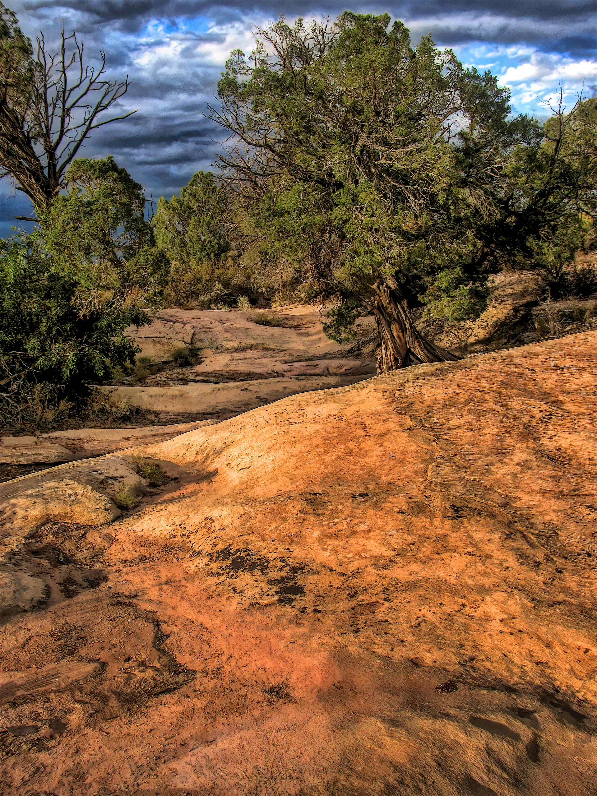 PW0909_3083AG  ~  High Desert Trail