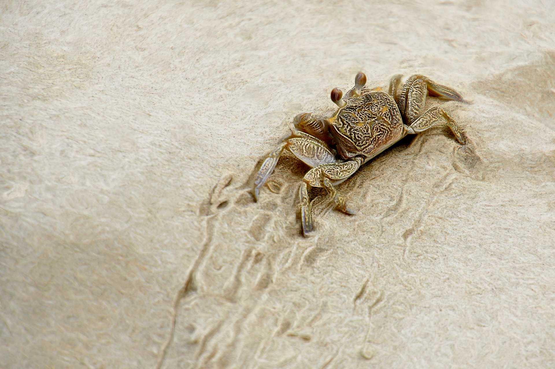 AN1512_4078AC  ~  Sand Crab