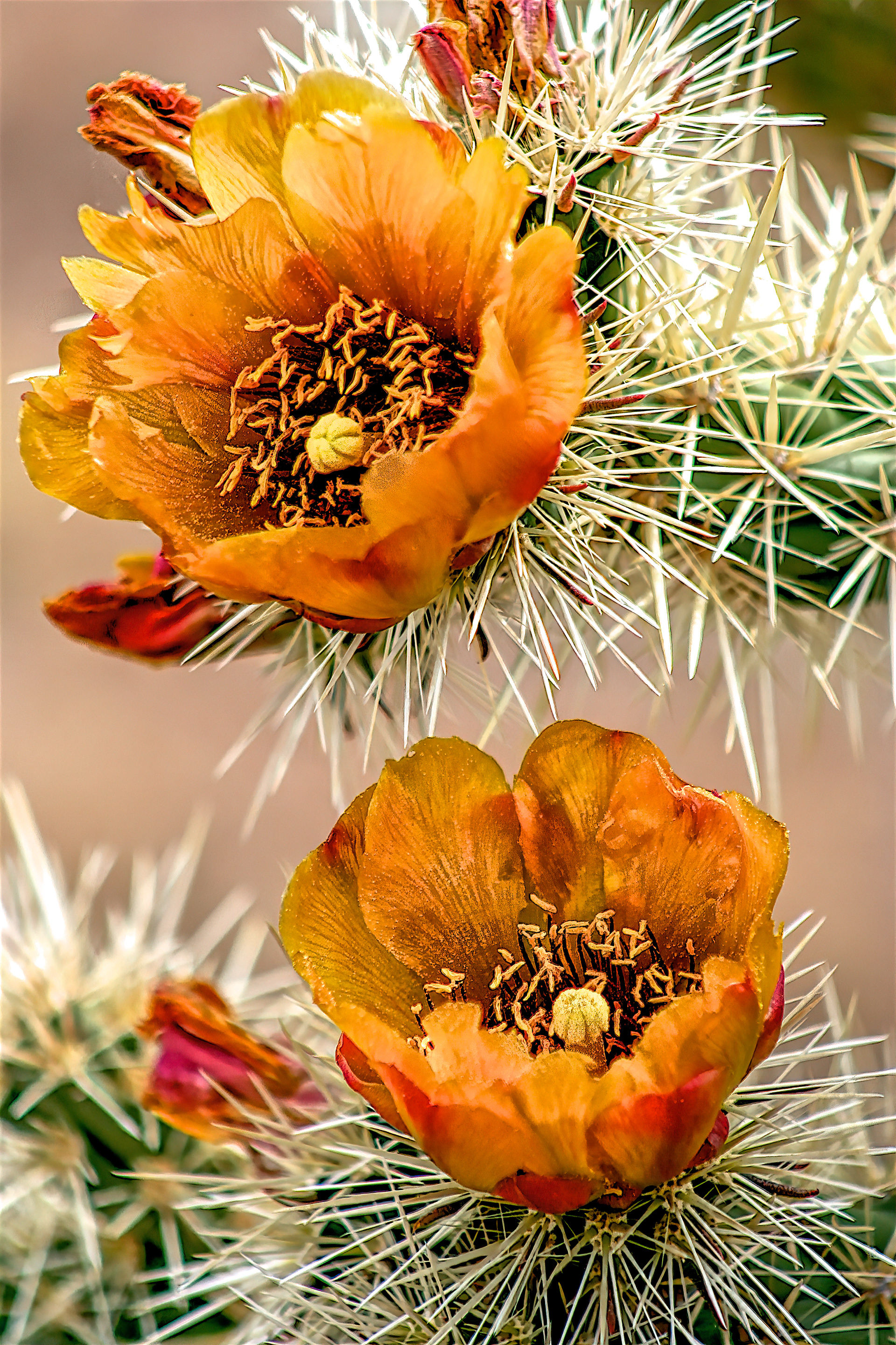 PL1305_1932AG  ~  Desert Beauty