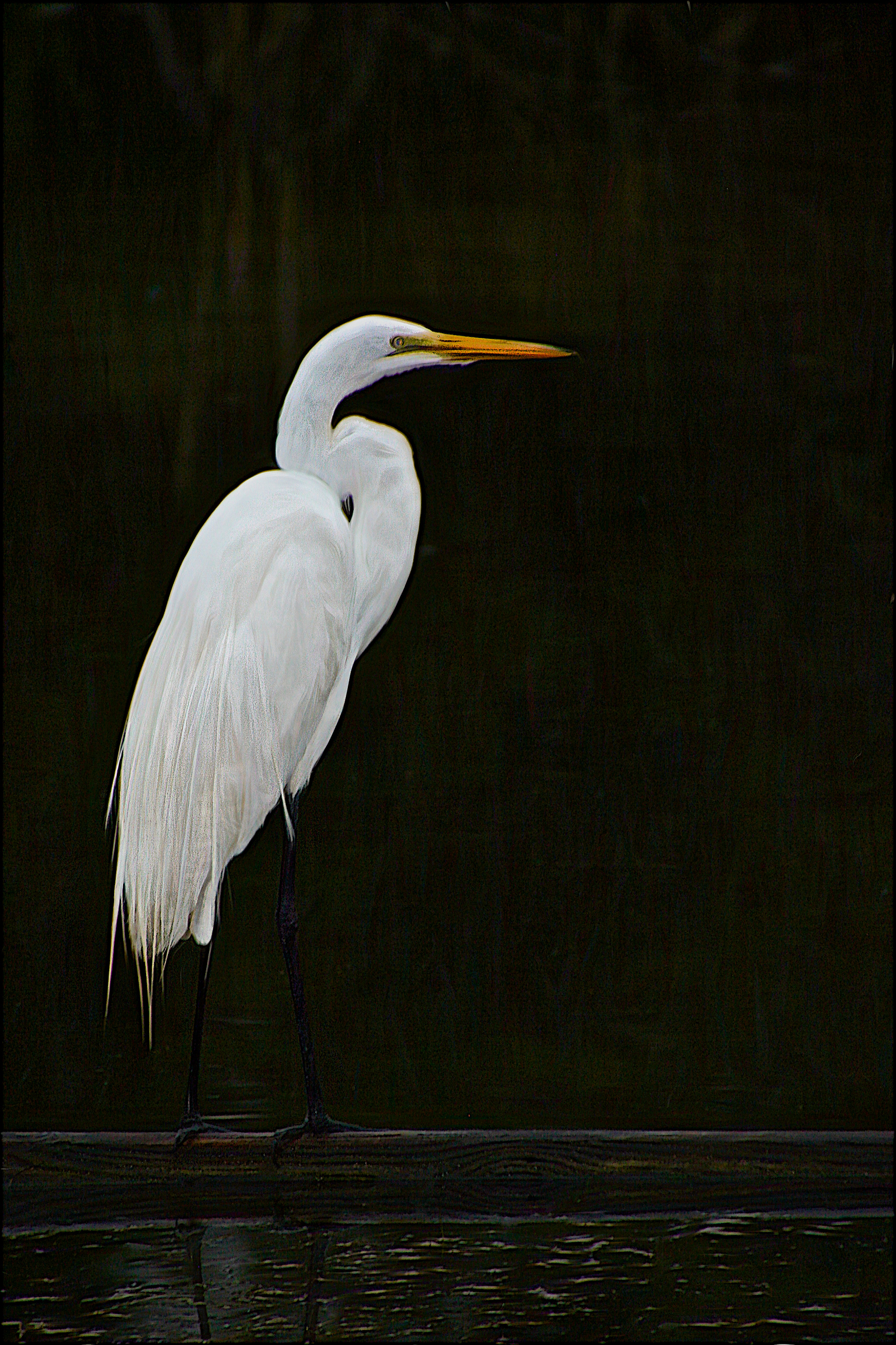 AN1512_5339AH  ~  Great Egret