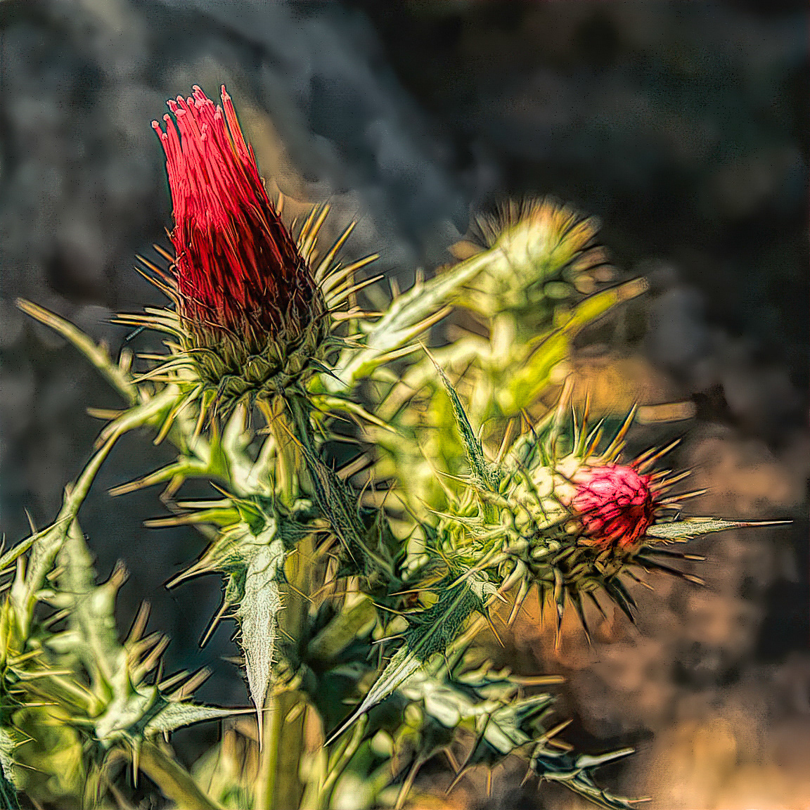 PL0805_1022AD  ~  Thistle II