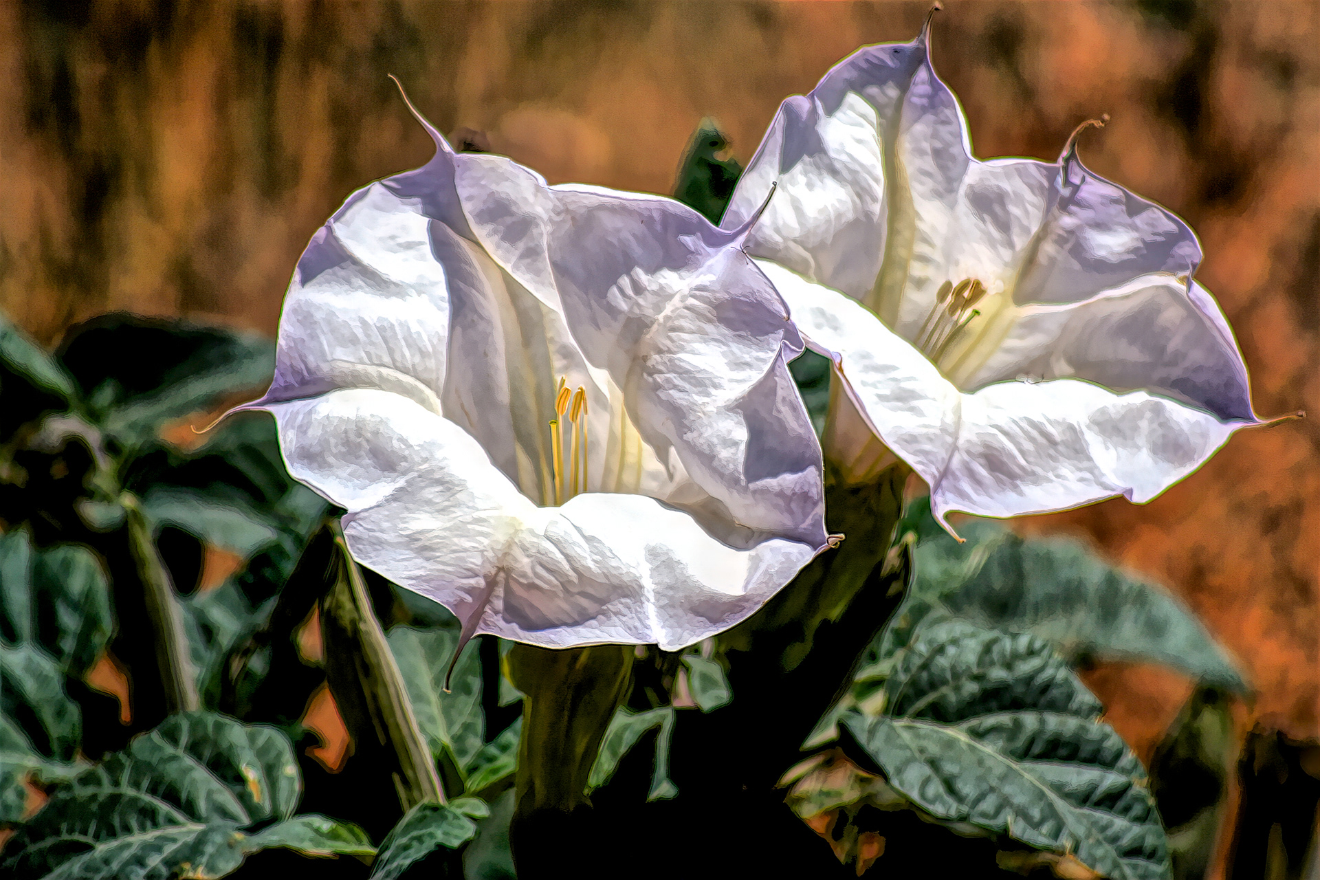 PL1005_5357AM  ~  Datura