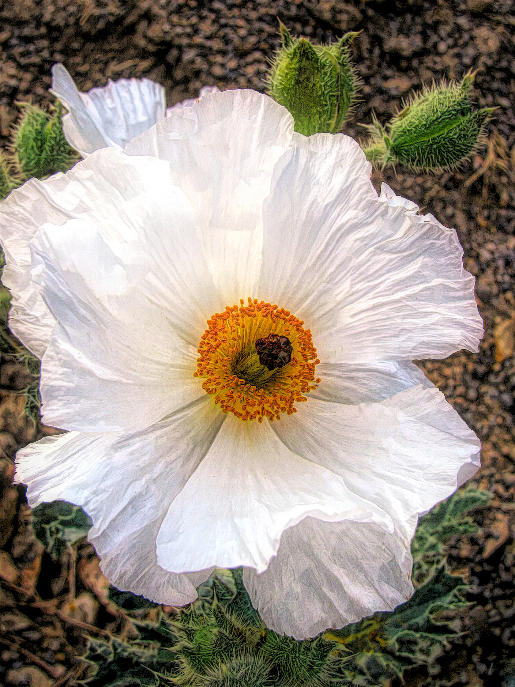 PL0905_0112AF  ~  Prickly Poppy