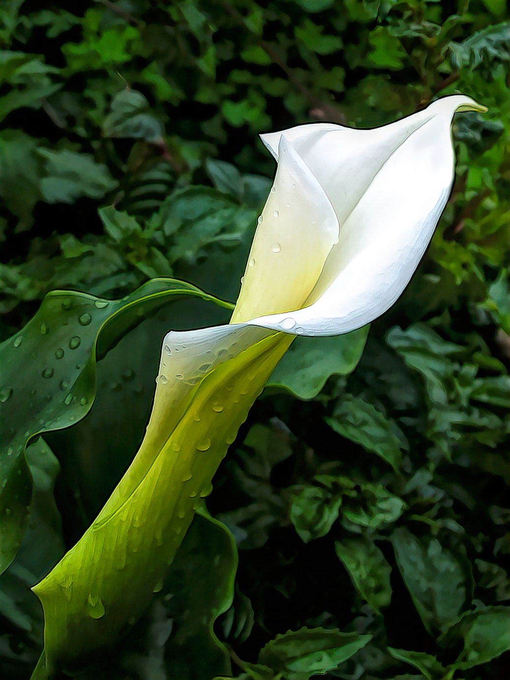 PL0501_0700AM  ~  Lily