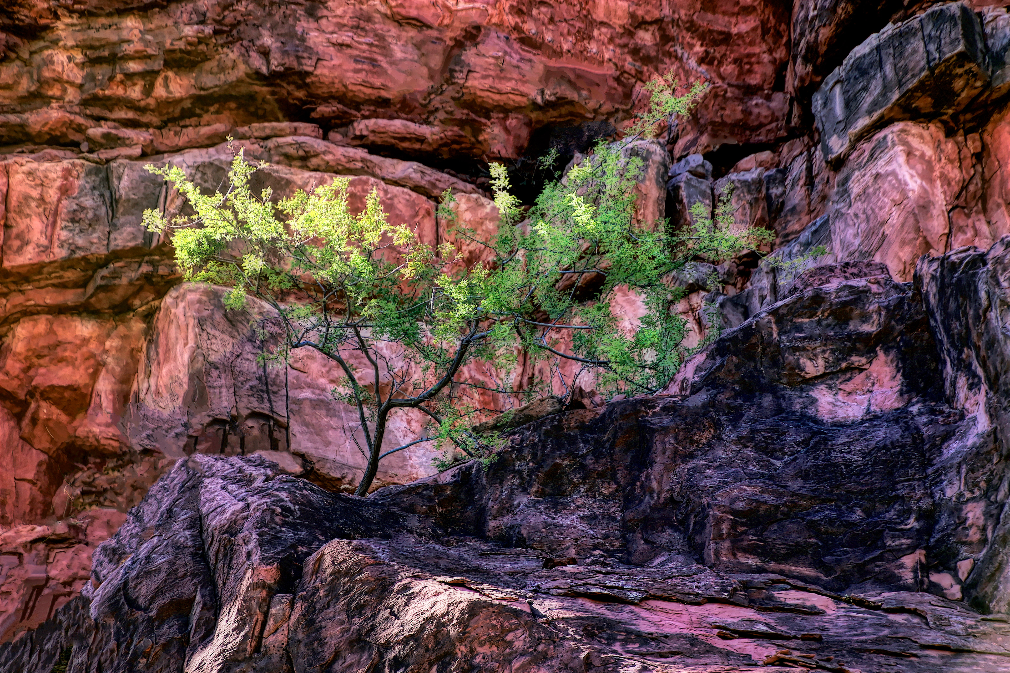 PL1910_0410AH  ~  Reaching for the Sun