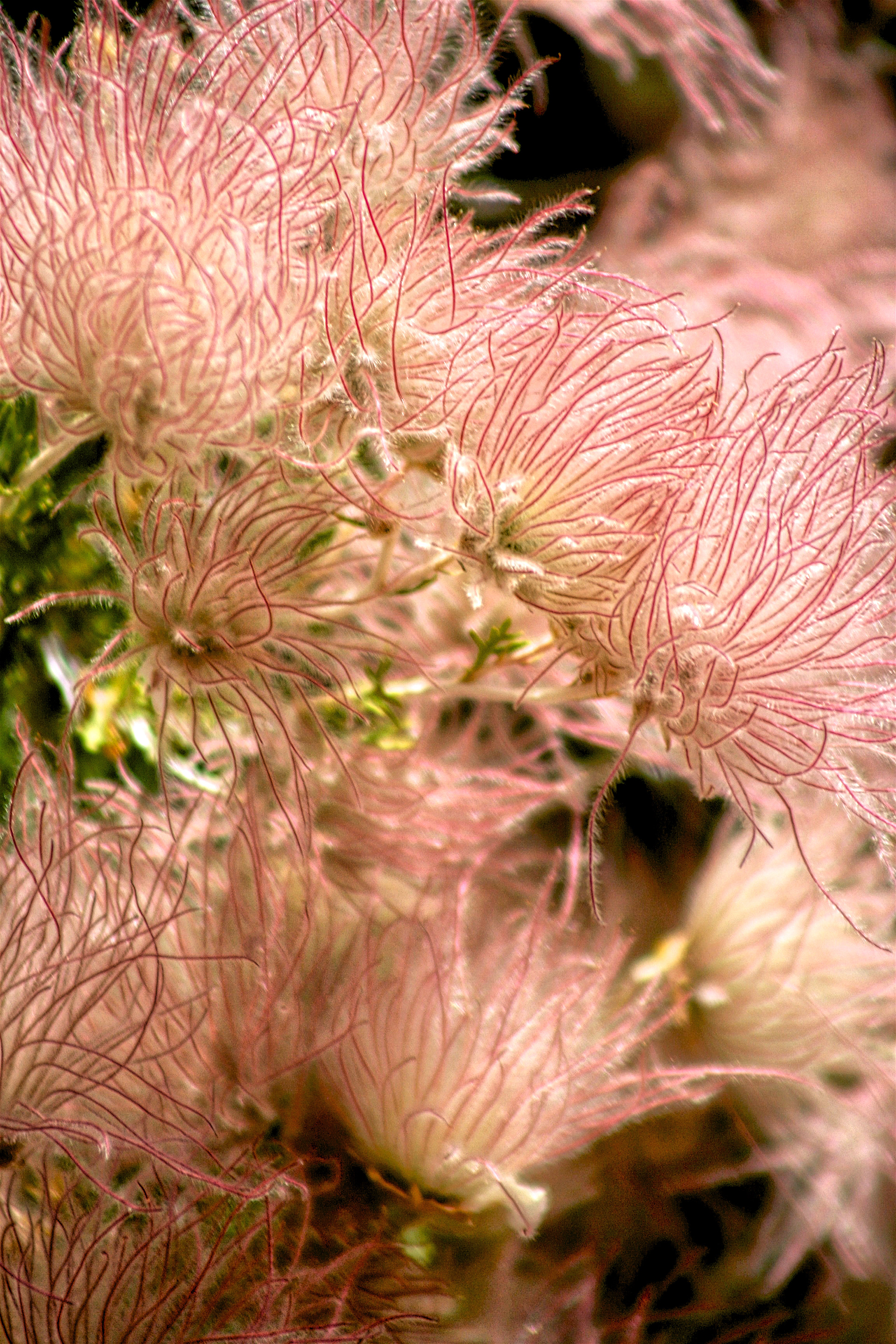 PL1005_5338AB  ~  Prairie Smoke