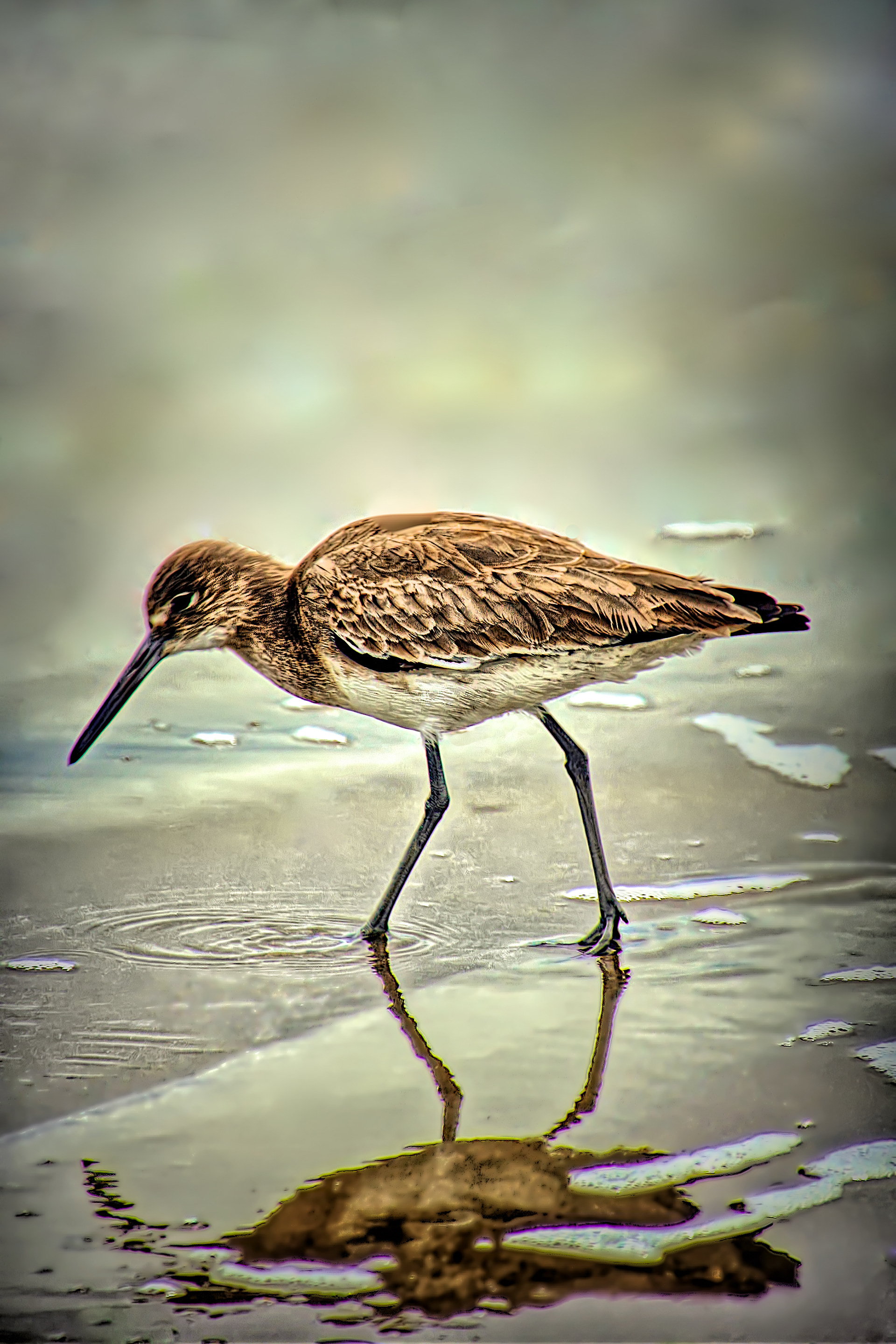 AN1512_4060AF  ~  Sandpiper