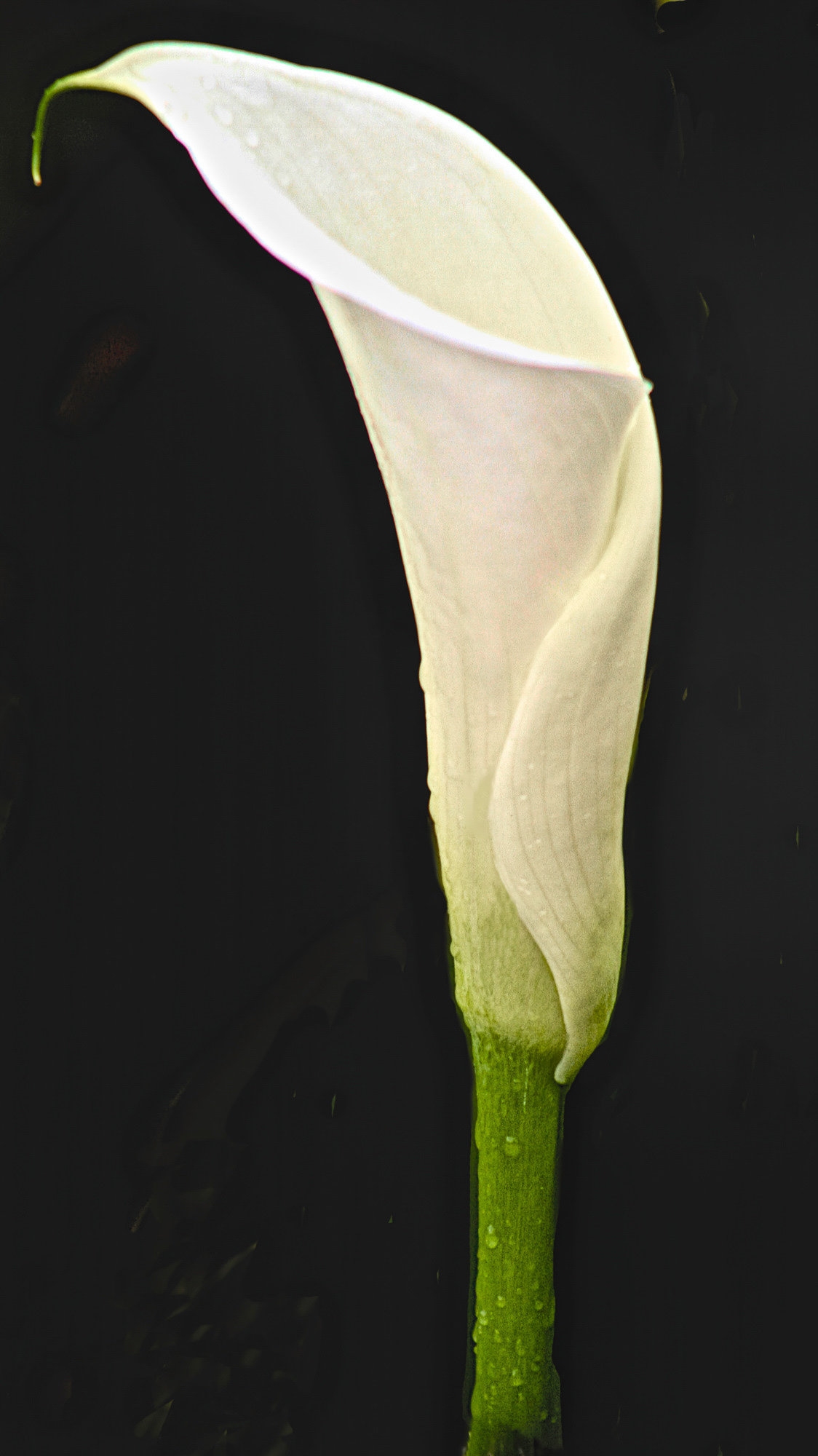 PL1204_8446AL  ~ Calla Lily II