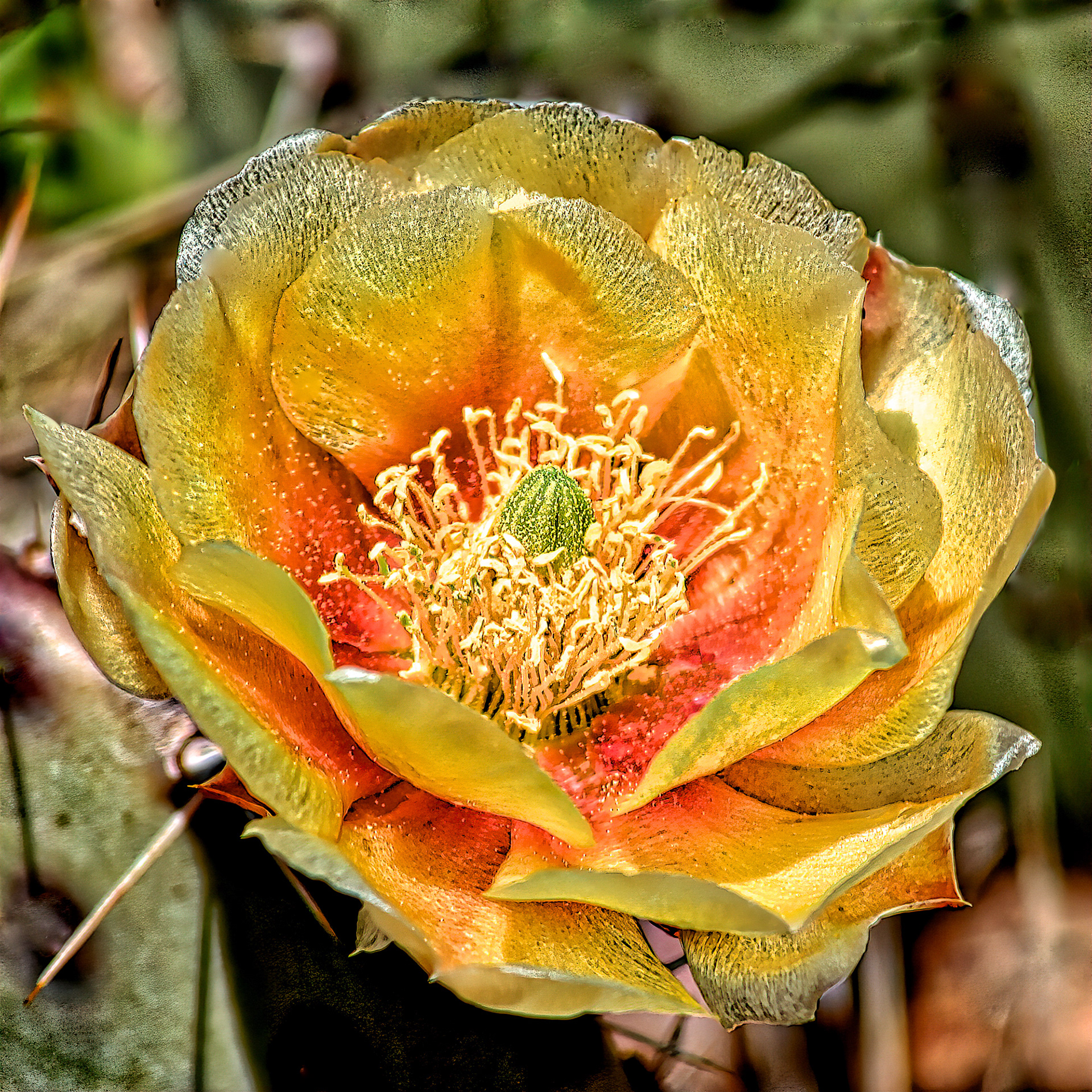 PL1005_5529AE  ~  Desert Beauty