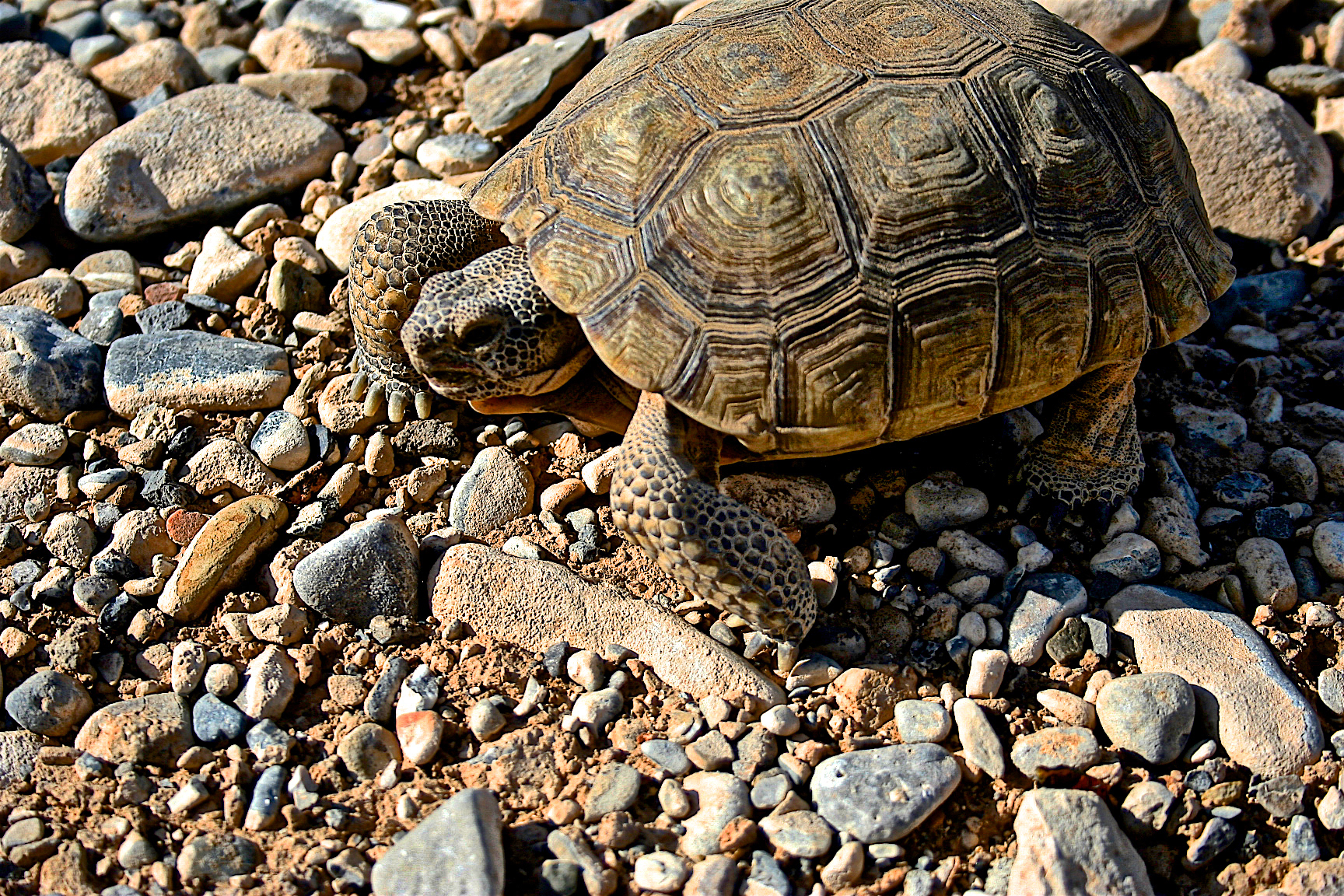 AN0805_0957AC  ~  Desert Tortoise