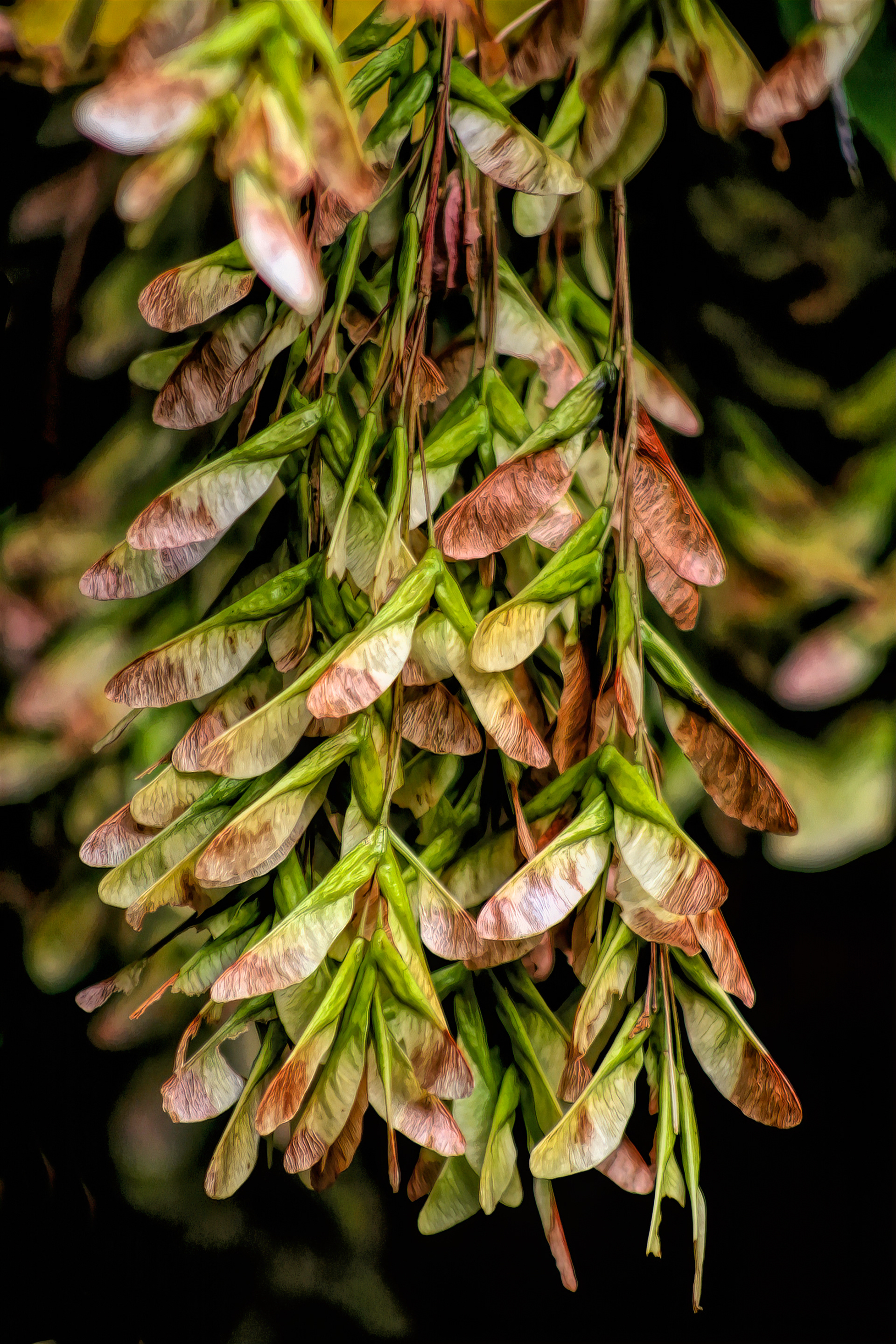 PL0909_3334AH  ~  Maple Seeds