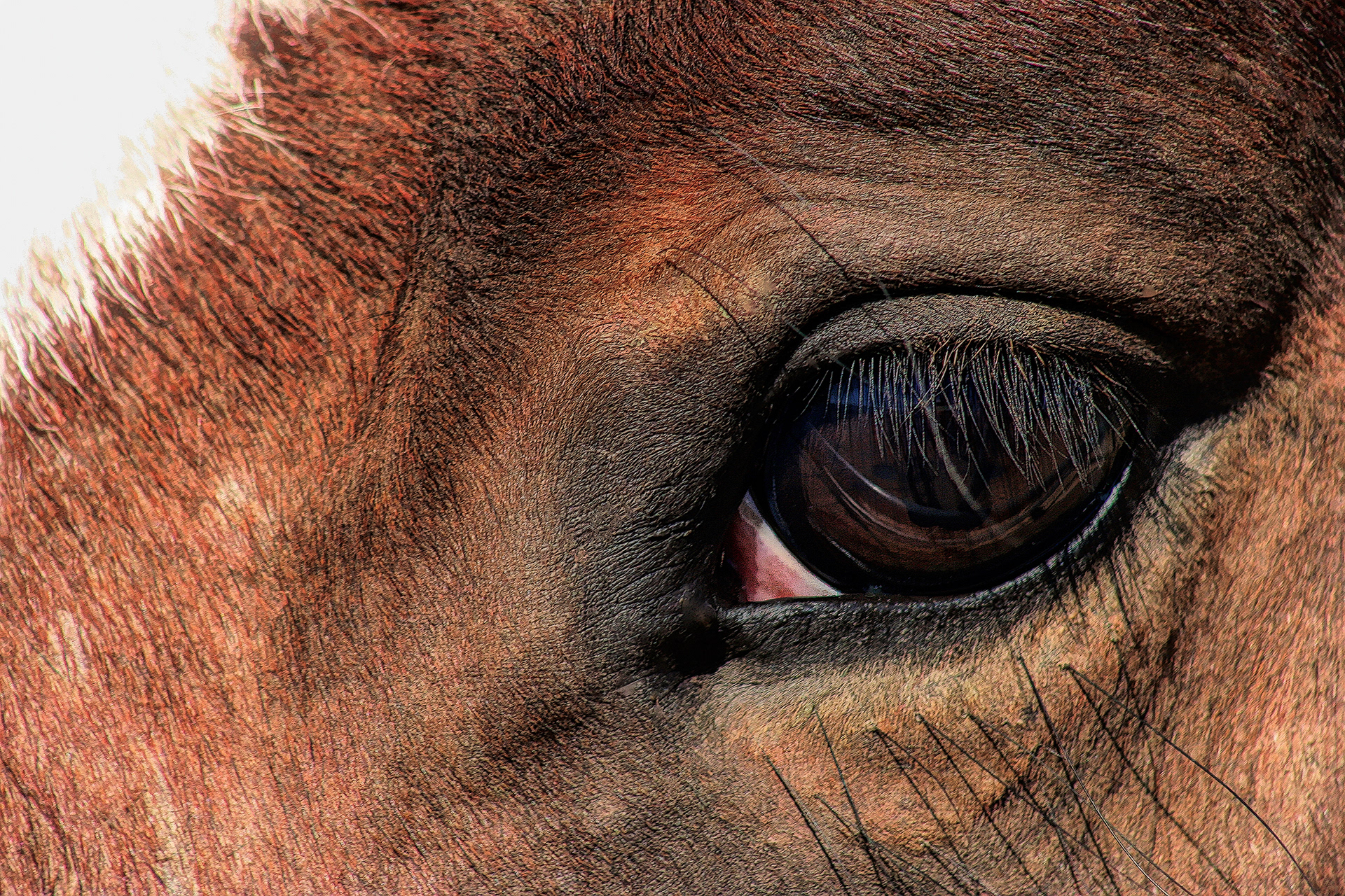 AN1310_3599AD  ~  Eye To Eye