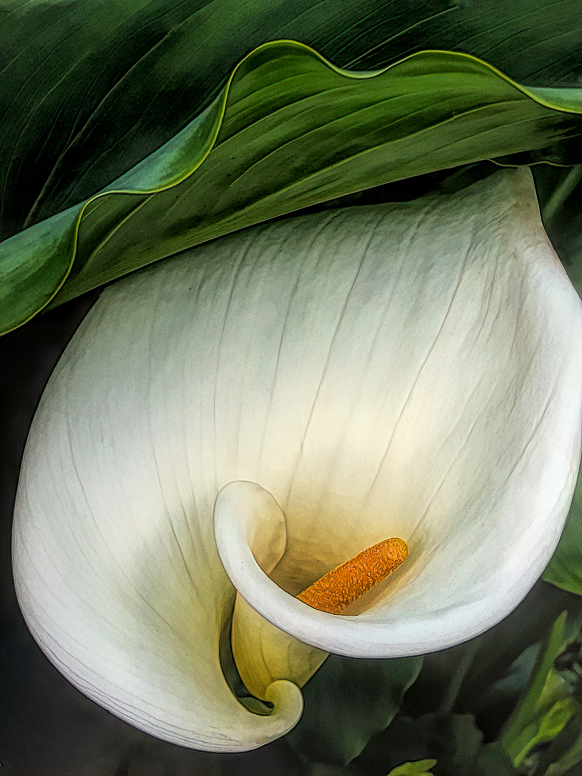 PL0501_0799AR  ~  Lily II