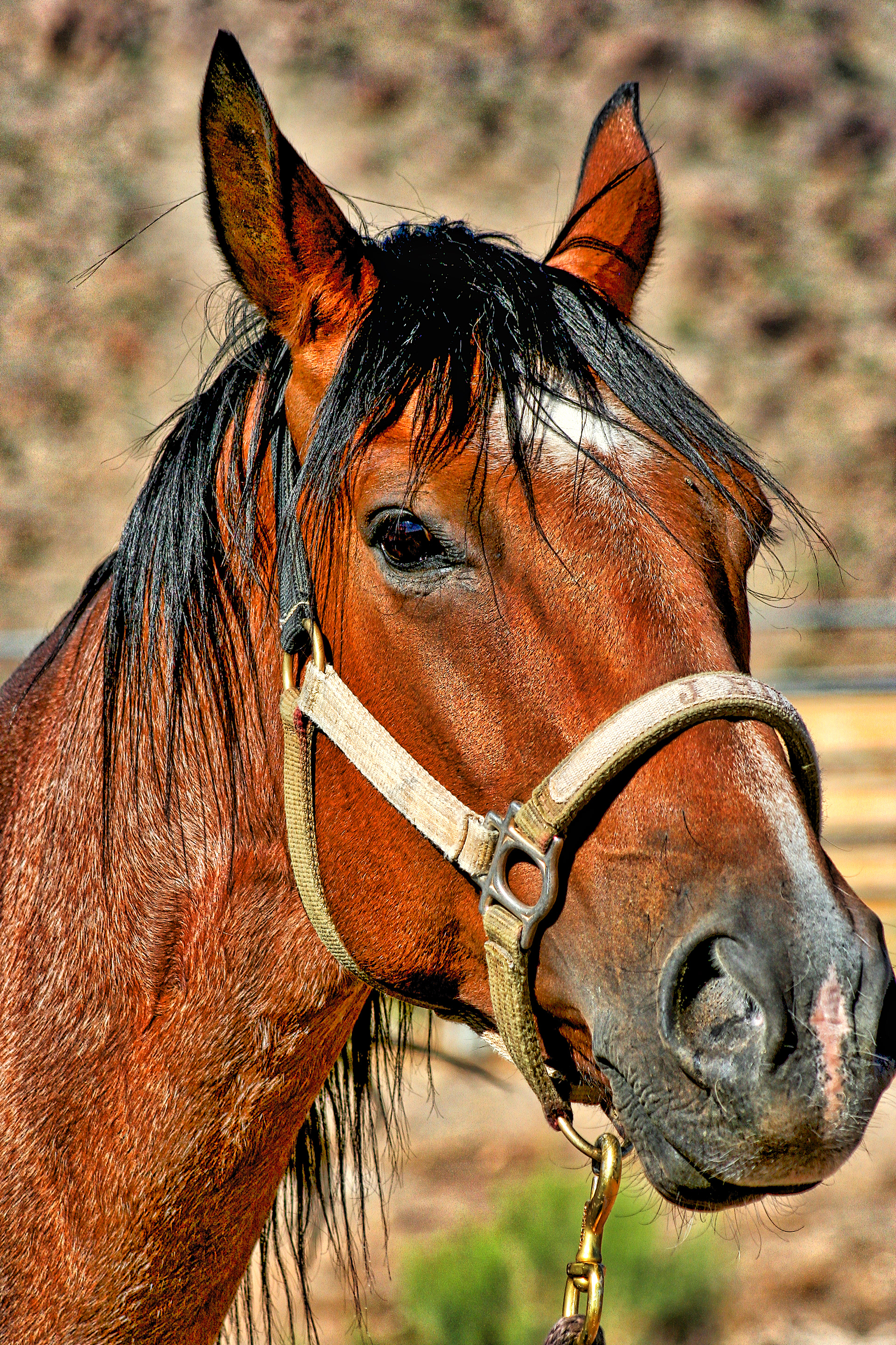 AN1107_8271AB  ~  Western Beauty