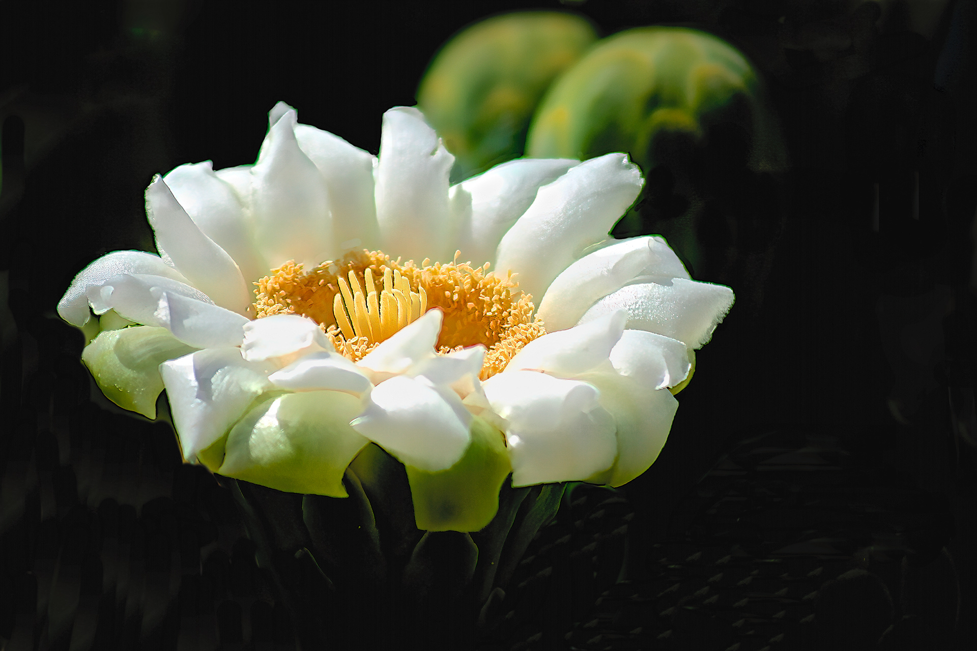 PL1204_8647AG  ~  Saguaro Blossom
