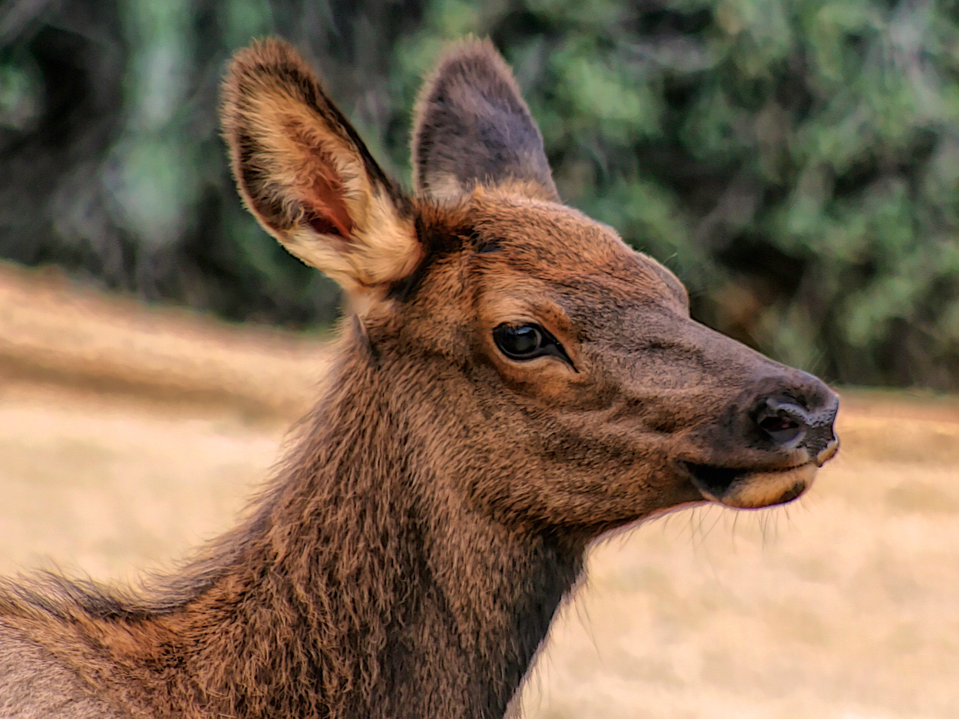 AN1309_3018AD  ~  Young Elk II
