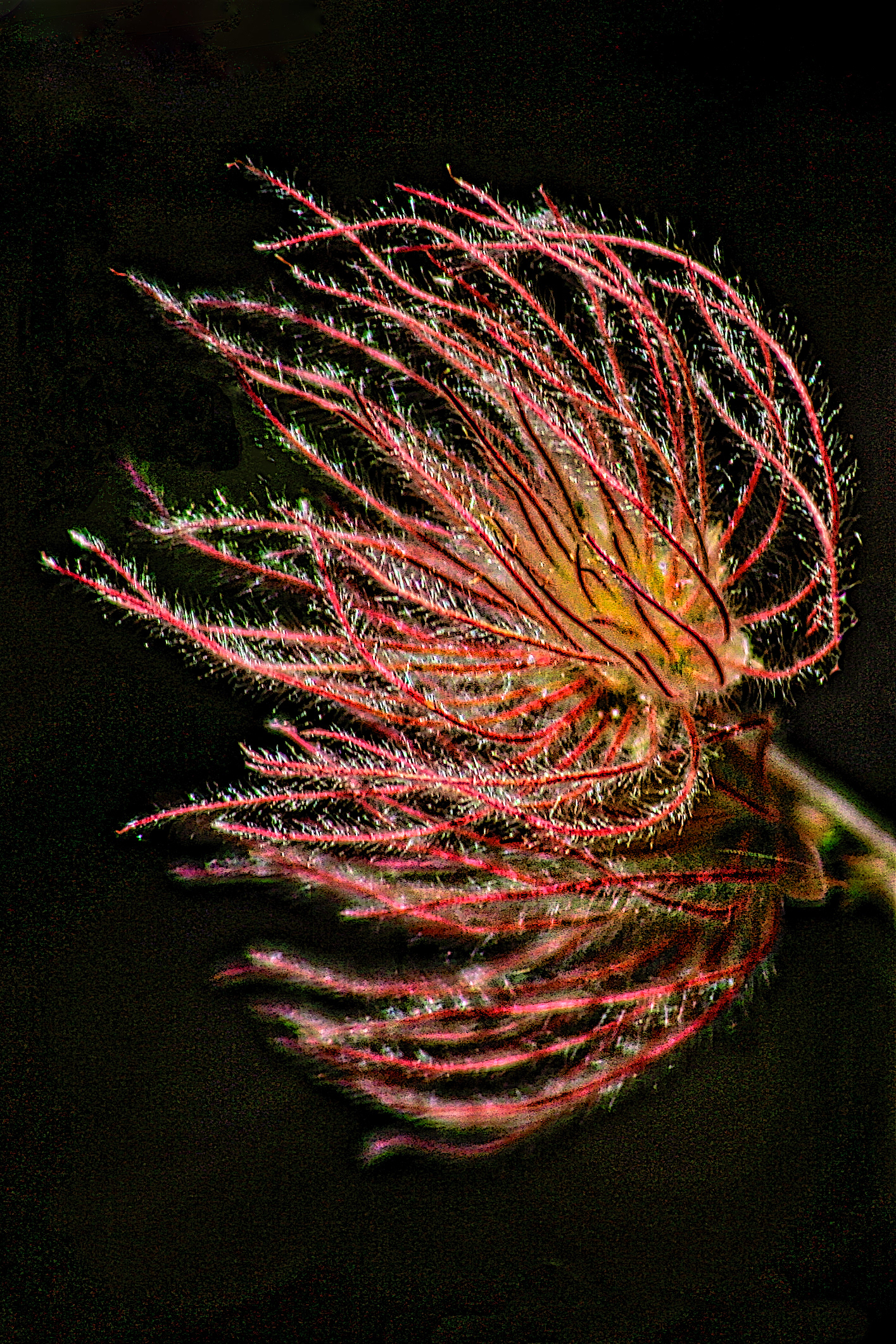 PL1005_5348AD  ~  Wild Beauty