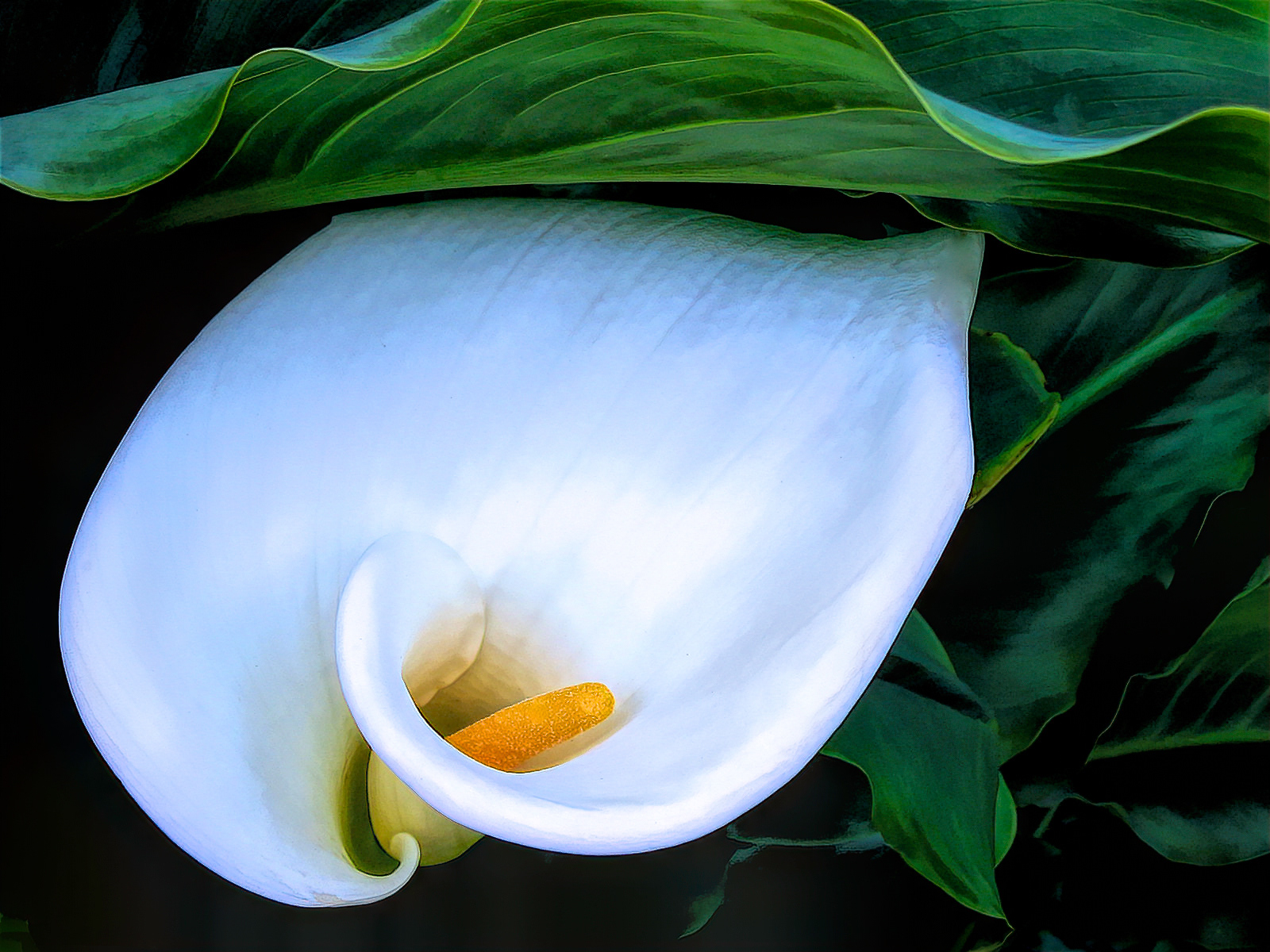 PL0501_0801AL  ~  Brilliant