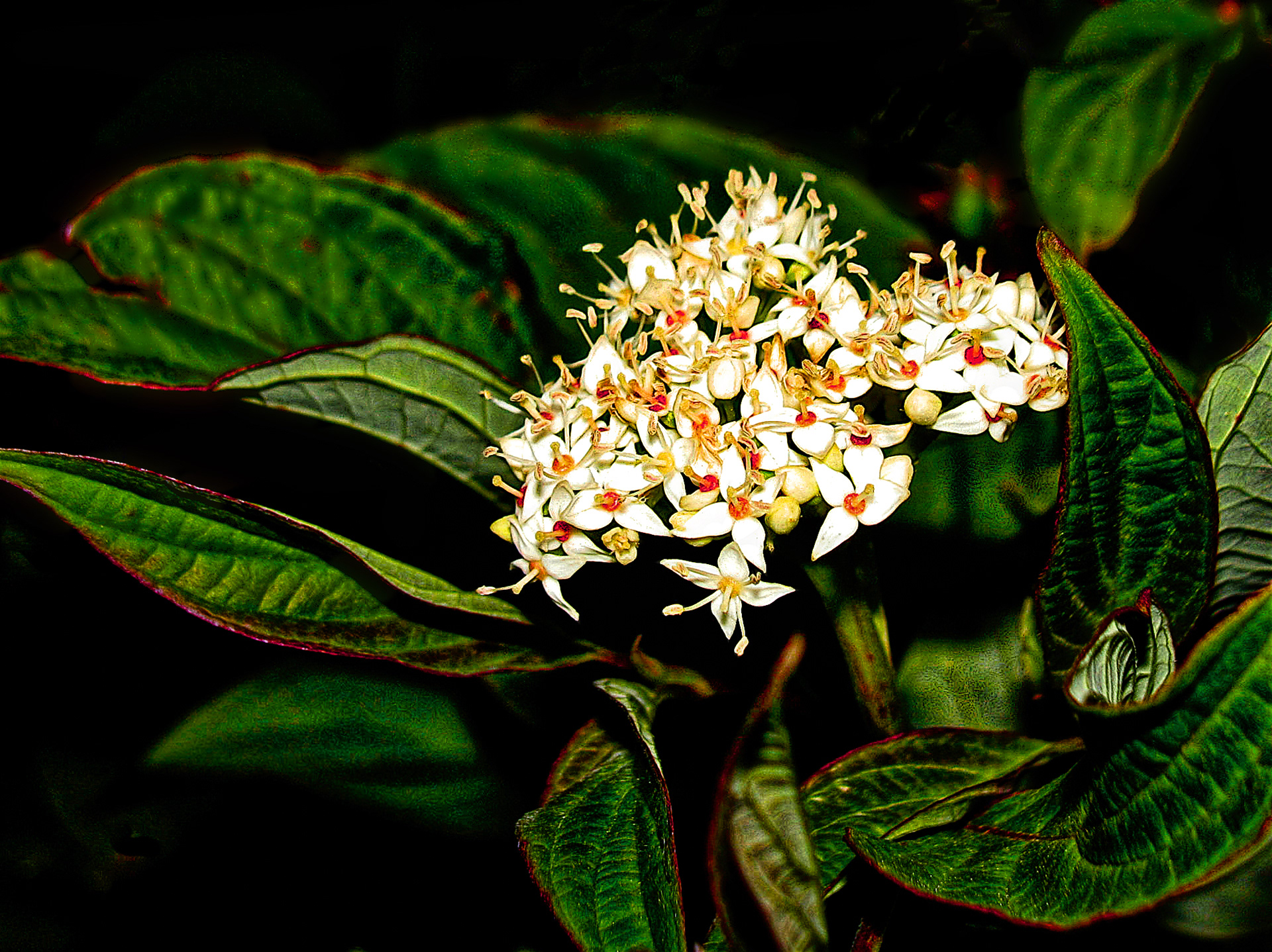 PL0906_0333AM  ~  Dogwood