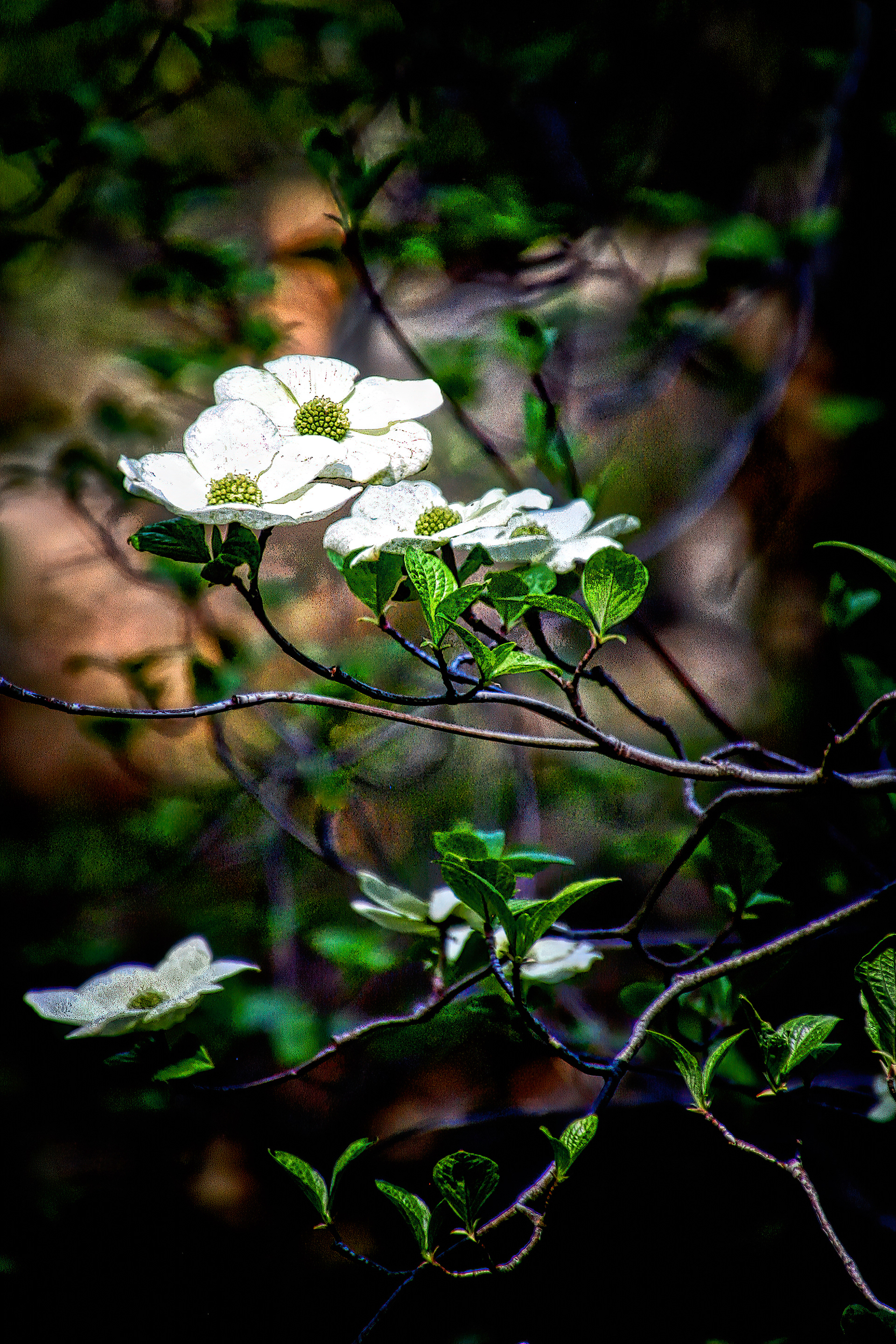 PL1605_0507AE  ~  Tiny Splendors