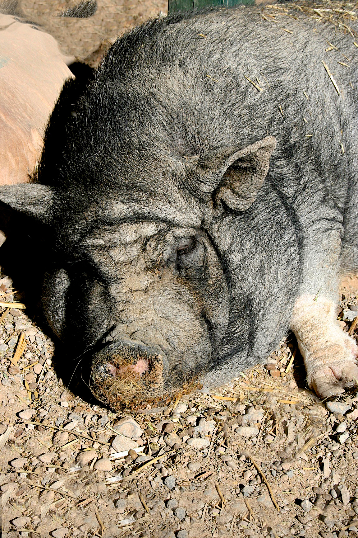 AN0711_0196AA  ~  Sleeping Beauty