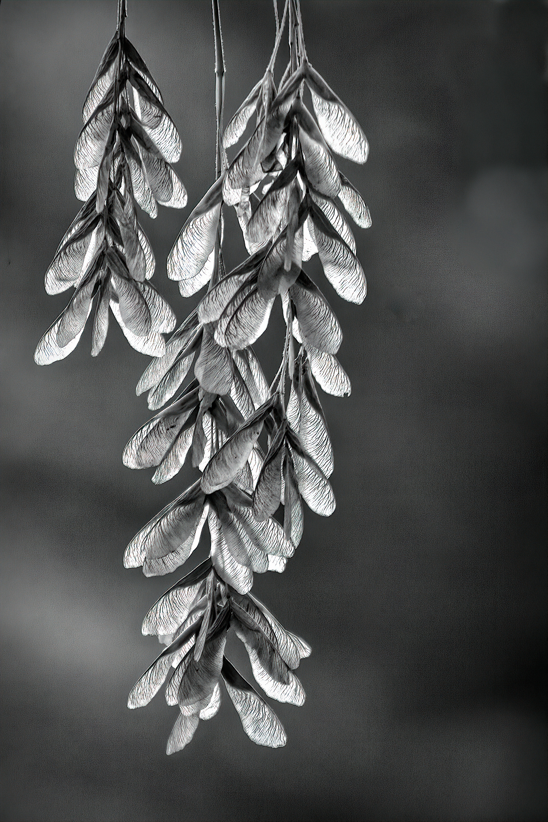 PL0909_3355BA  ~  Regeneration