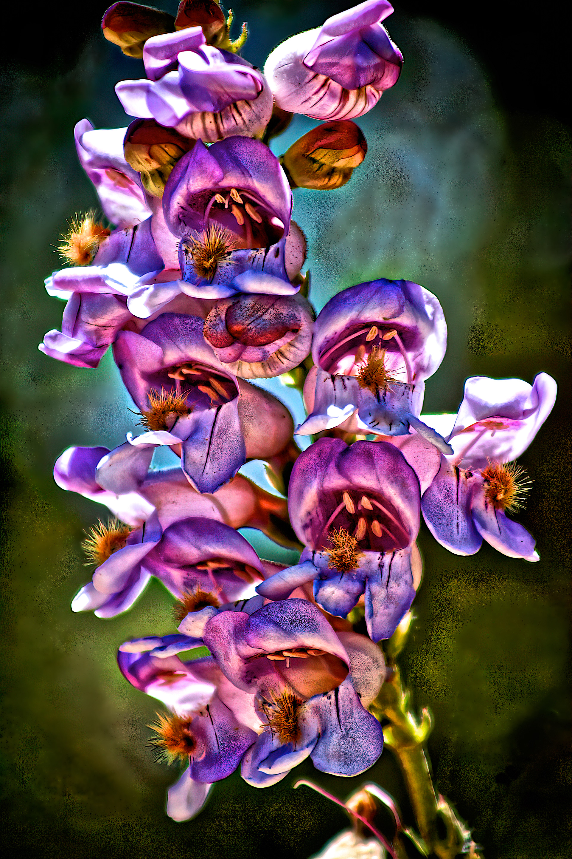 PL1005_5549AF  ~  Purple Haze