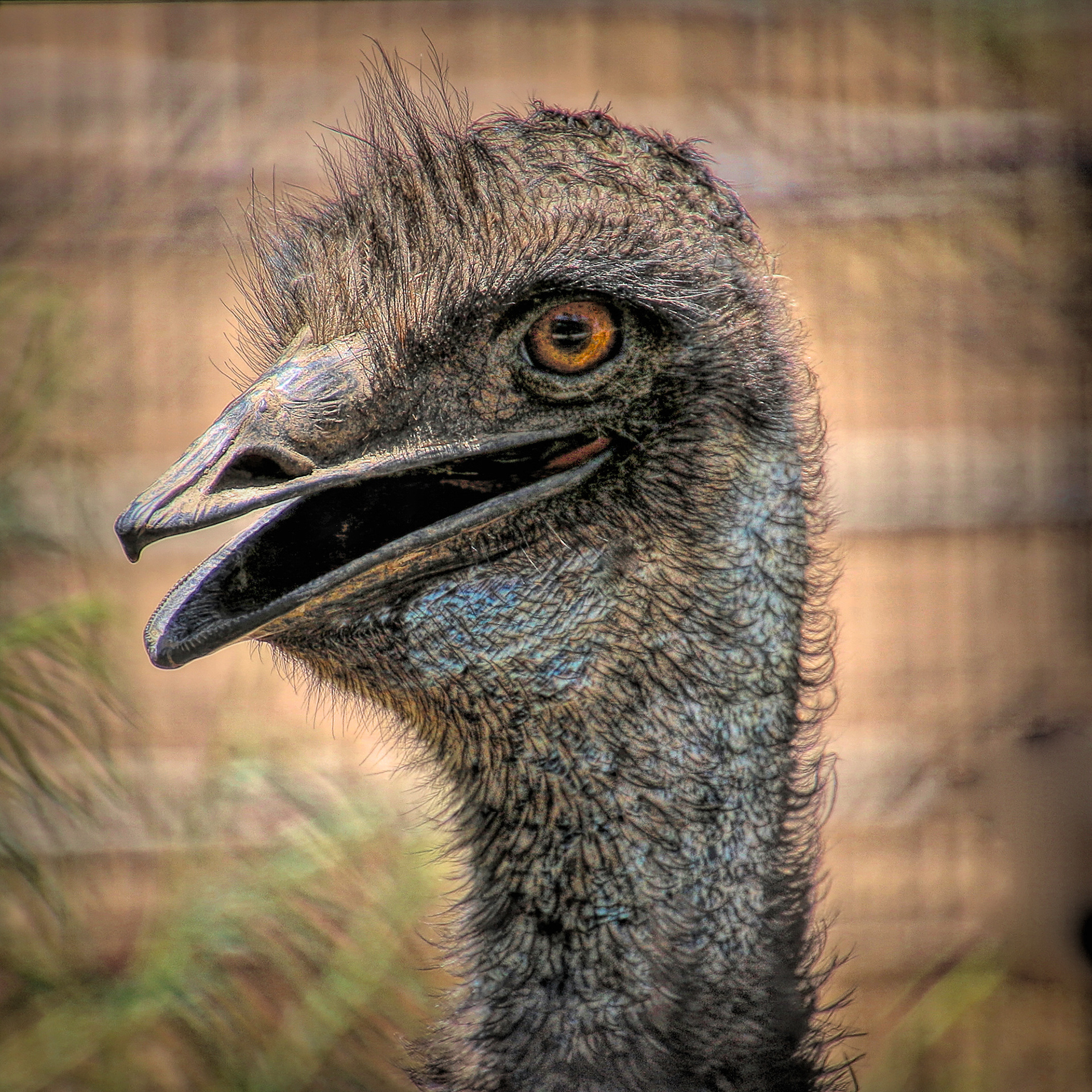 AN1707_7030AH  ~  Emu