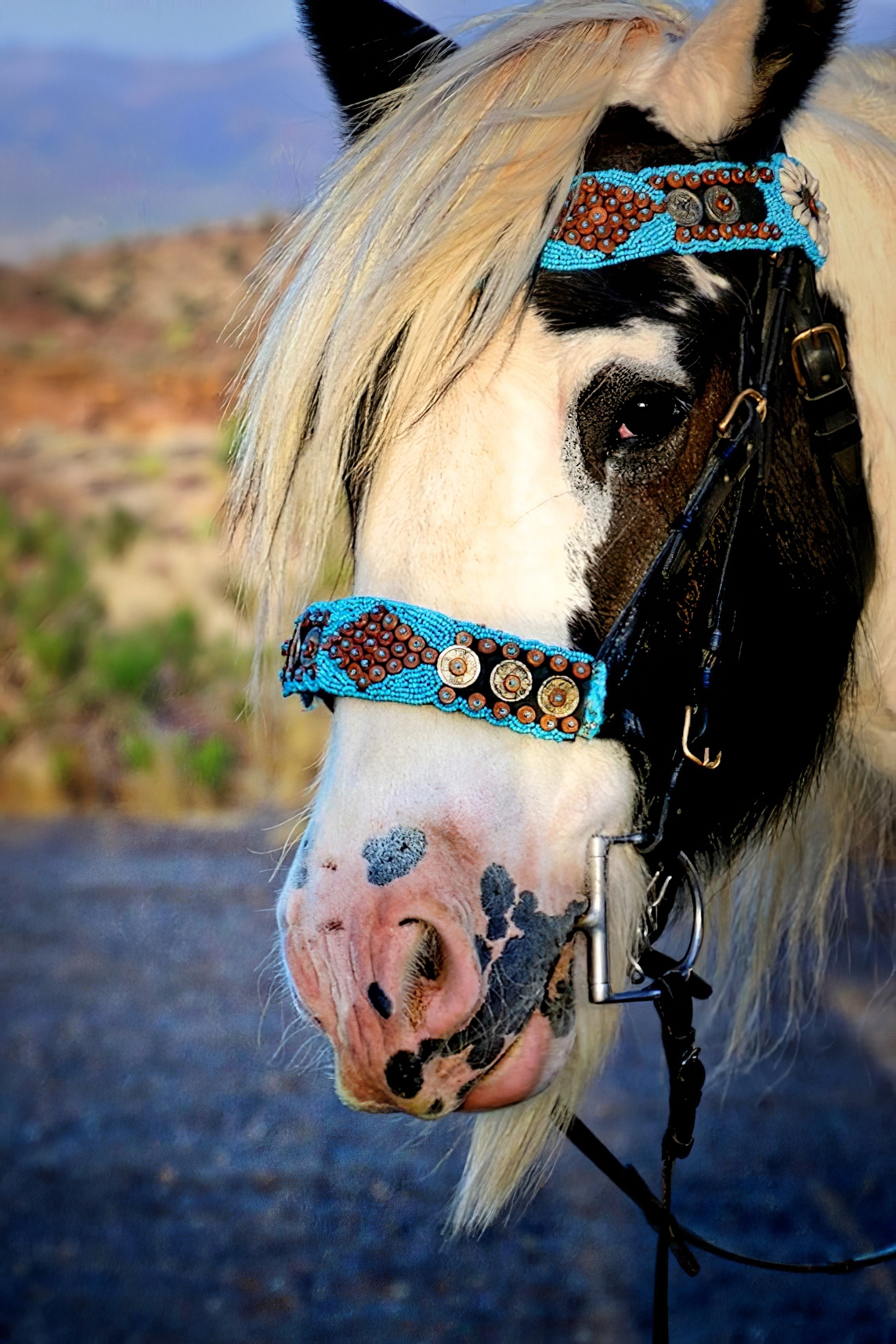 AN1806_9396AE  ~  Gypsy Cob