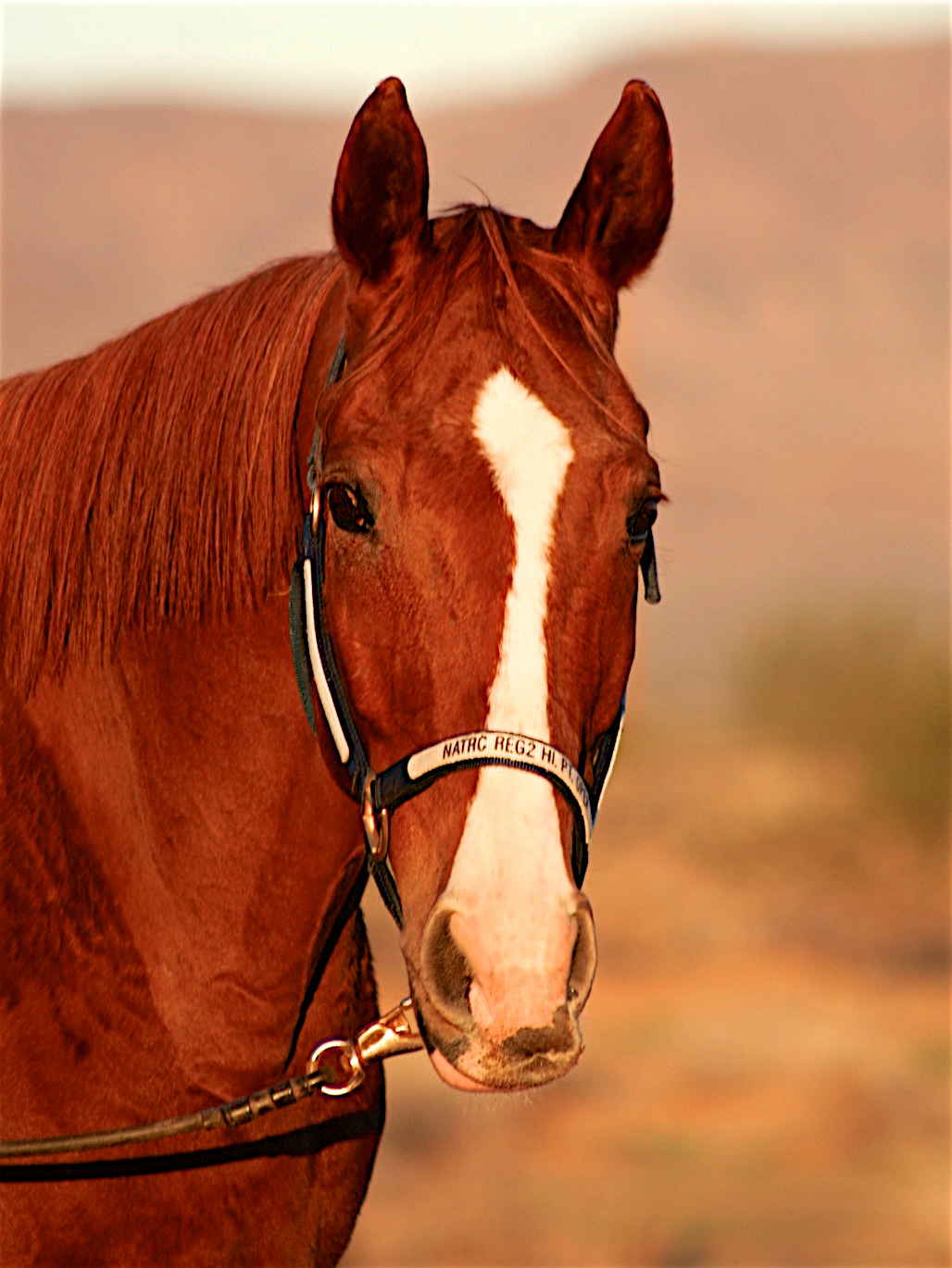 AN1510_1570AA  ~  Horse II