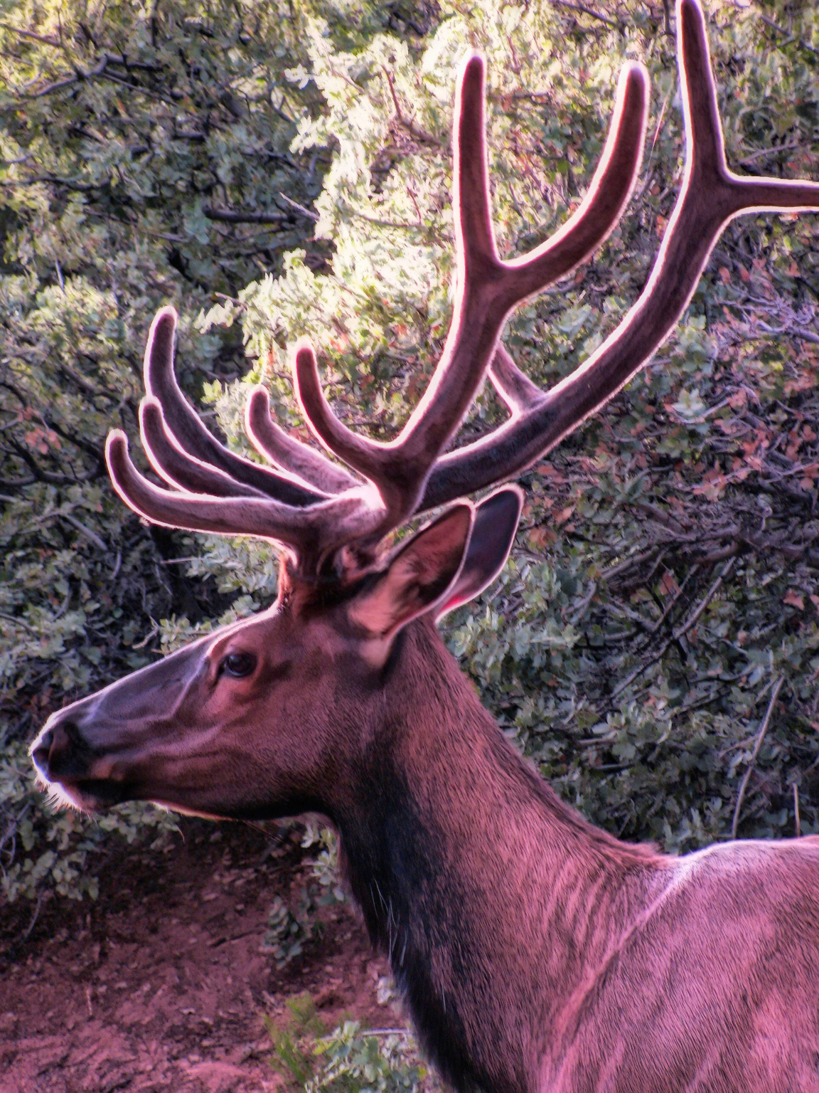 AN0907_0901AE  ~  Bull Elk