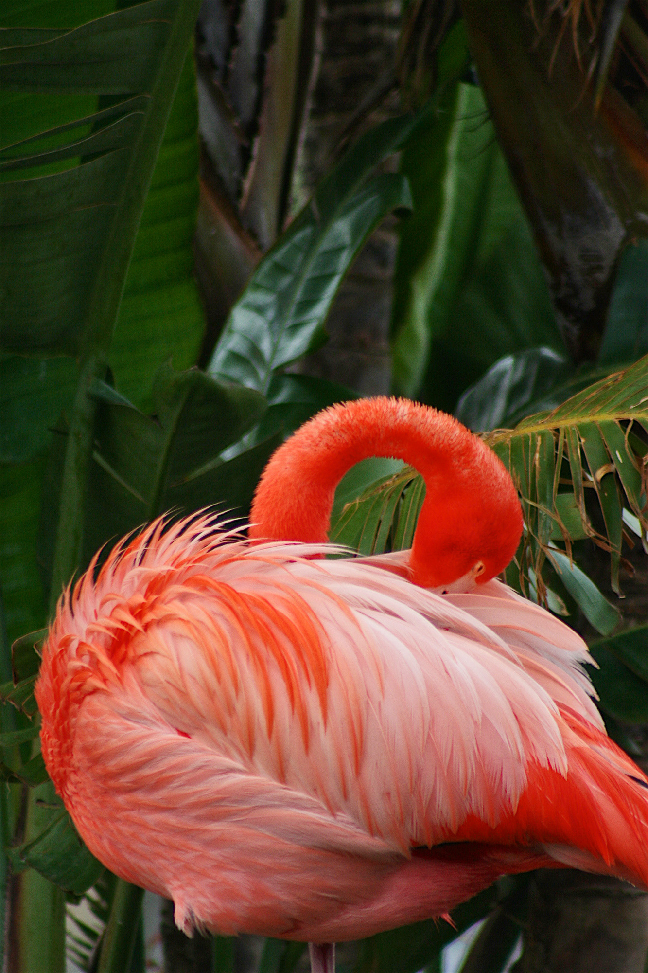 AN1305_1532AB  ~  Sleeping  Flamingo
