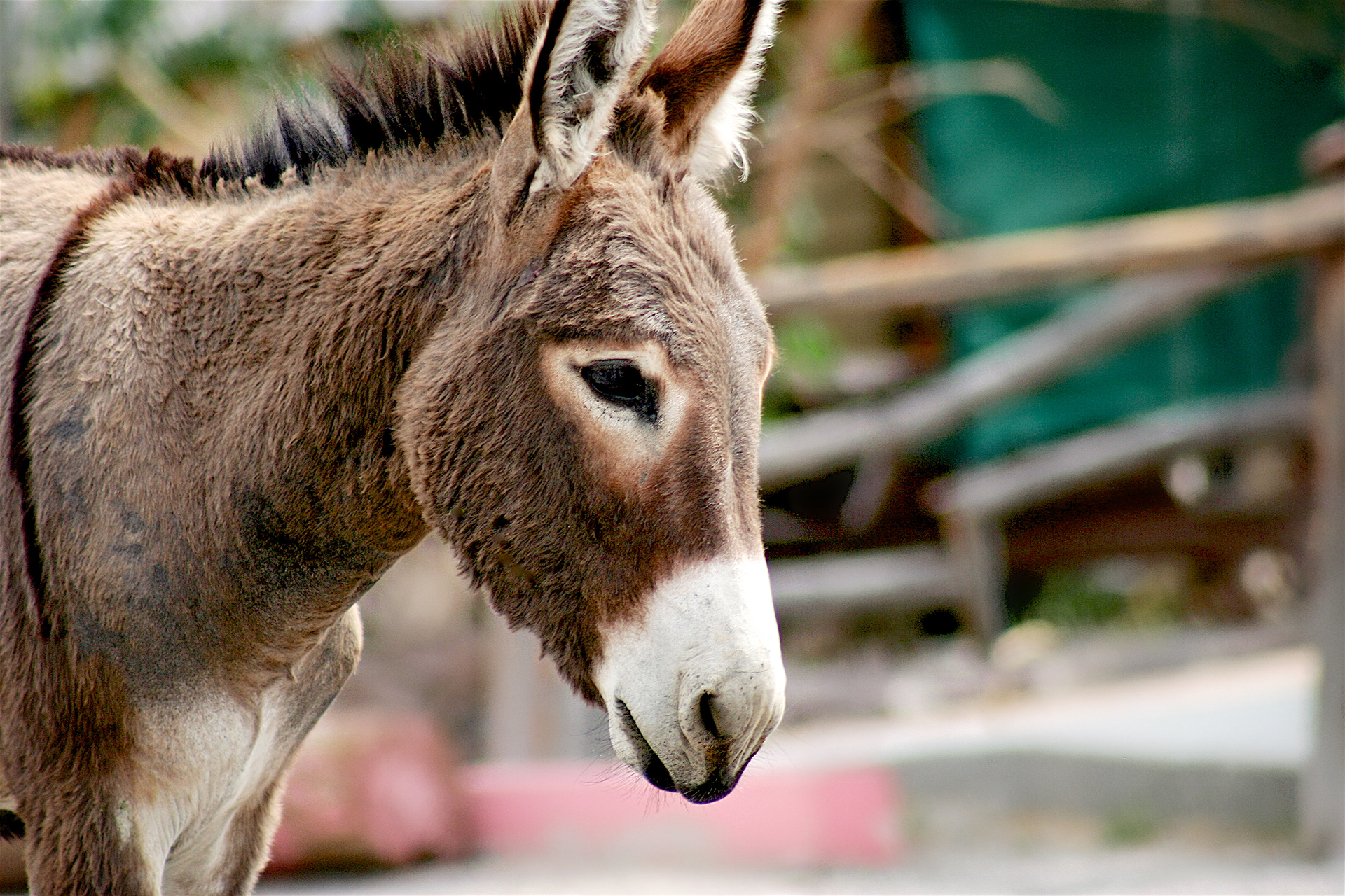 AN1305_1871AB  ~  Burro