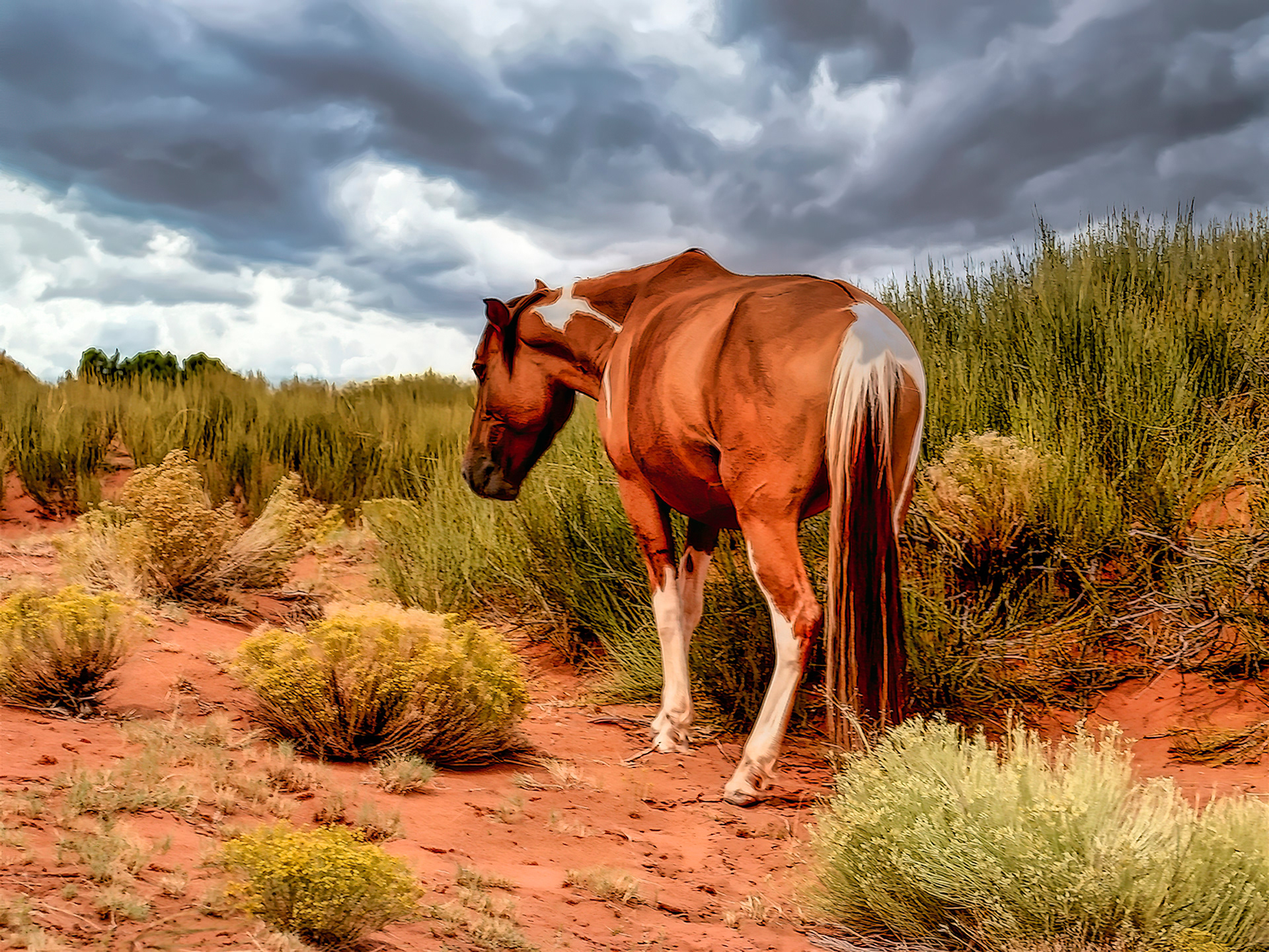 AN0909_4317AE  ~  Navajo Pinto