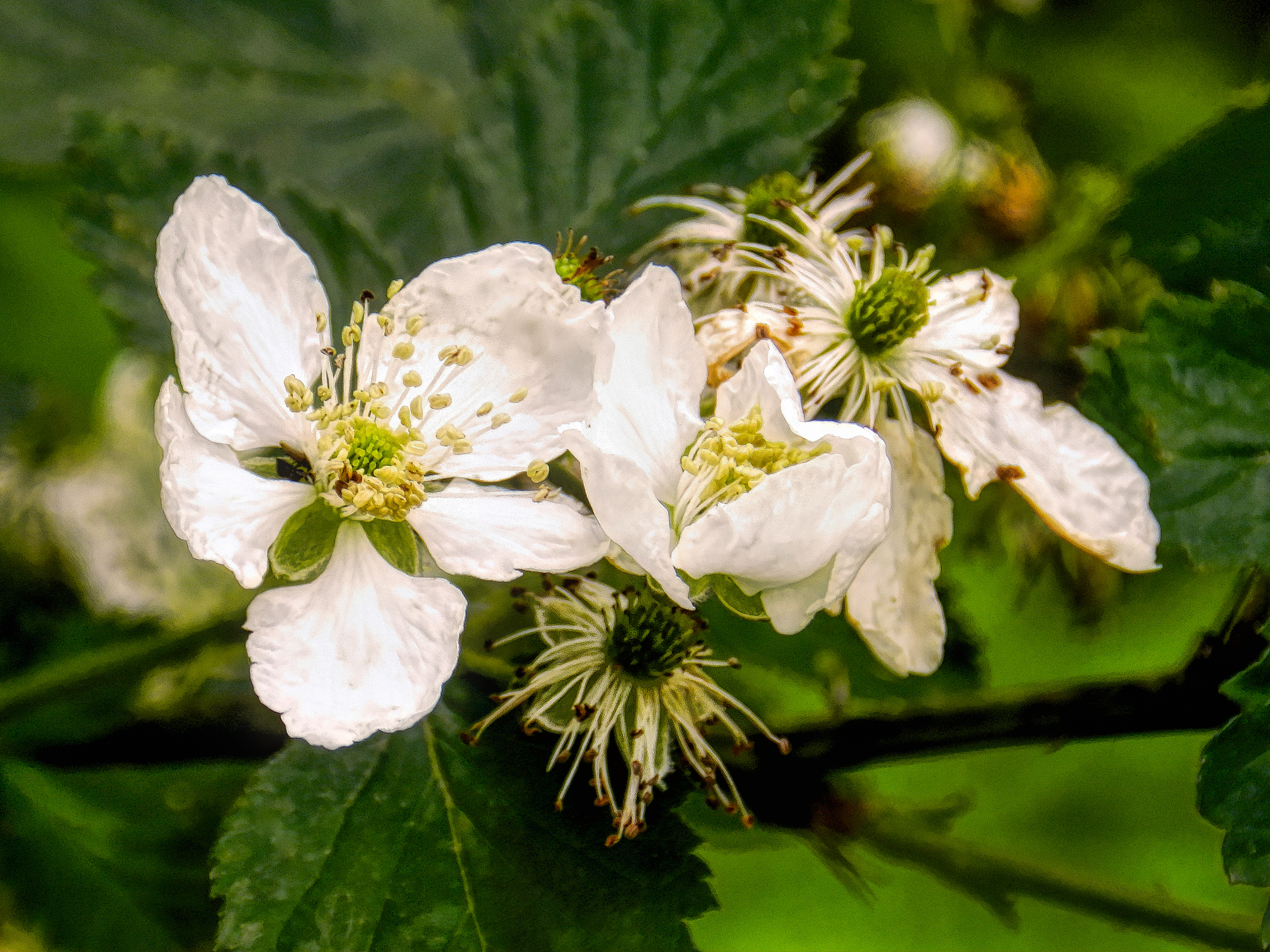 PL1105_0064AR  ~  Spring Blossoms
