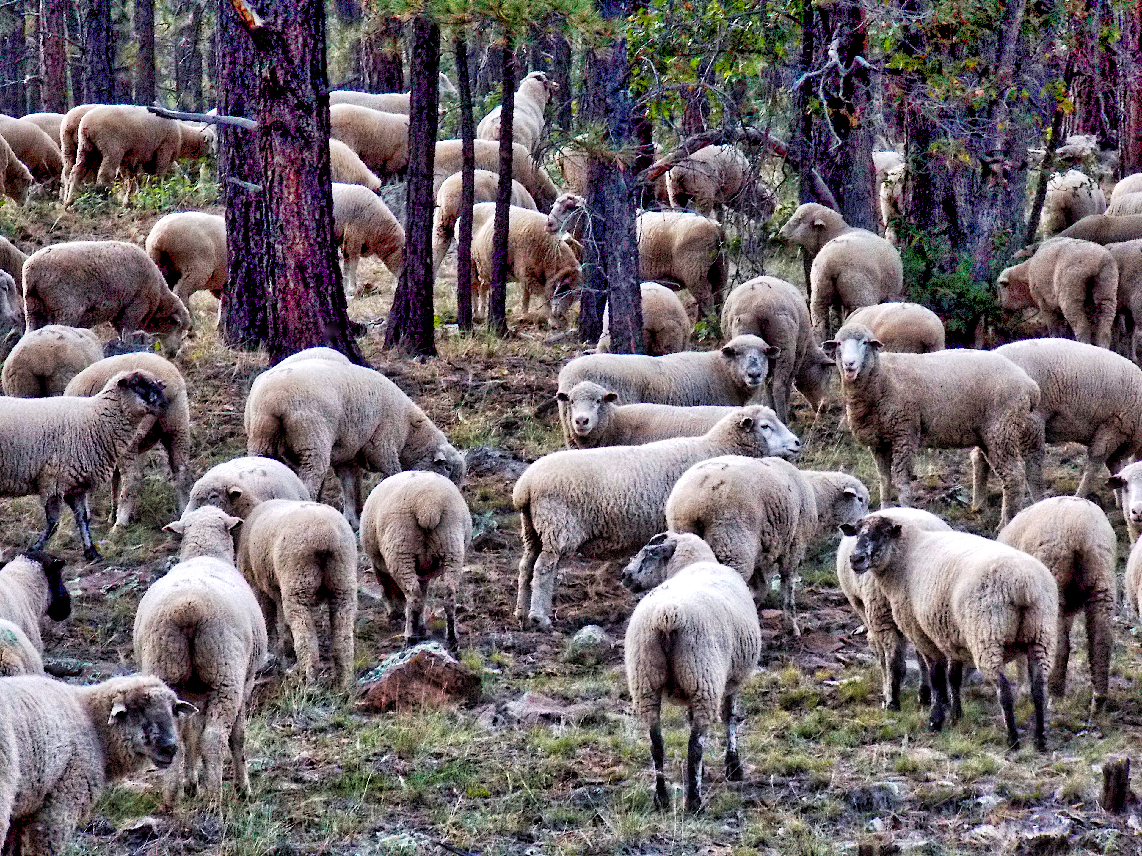 AN1209_0073AB  ~  Mountain Flock